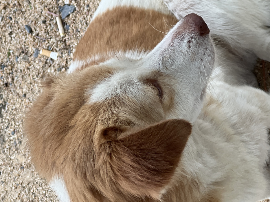 A close-up shows a resting dog with brown and white fur, likely sleeping, with one eye partially visible. The dog's head is tilted back, showcasing its nose. Outside, remnants of cigarette butts scatter the ground. The dog's fur has varying textures, with a short, smooth coat on its face and longer, thicker fur elsewhere. The scene evokes a sense of relaxation and tranquility.