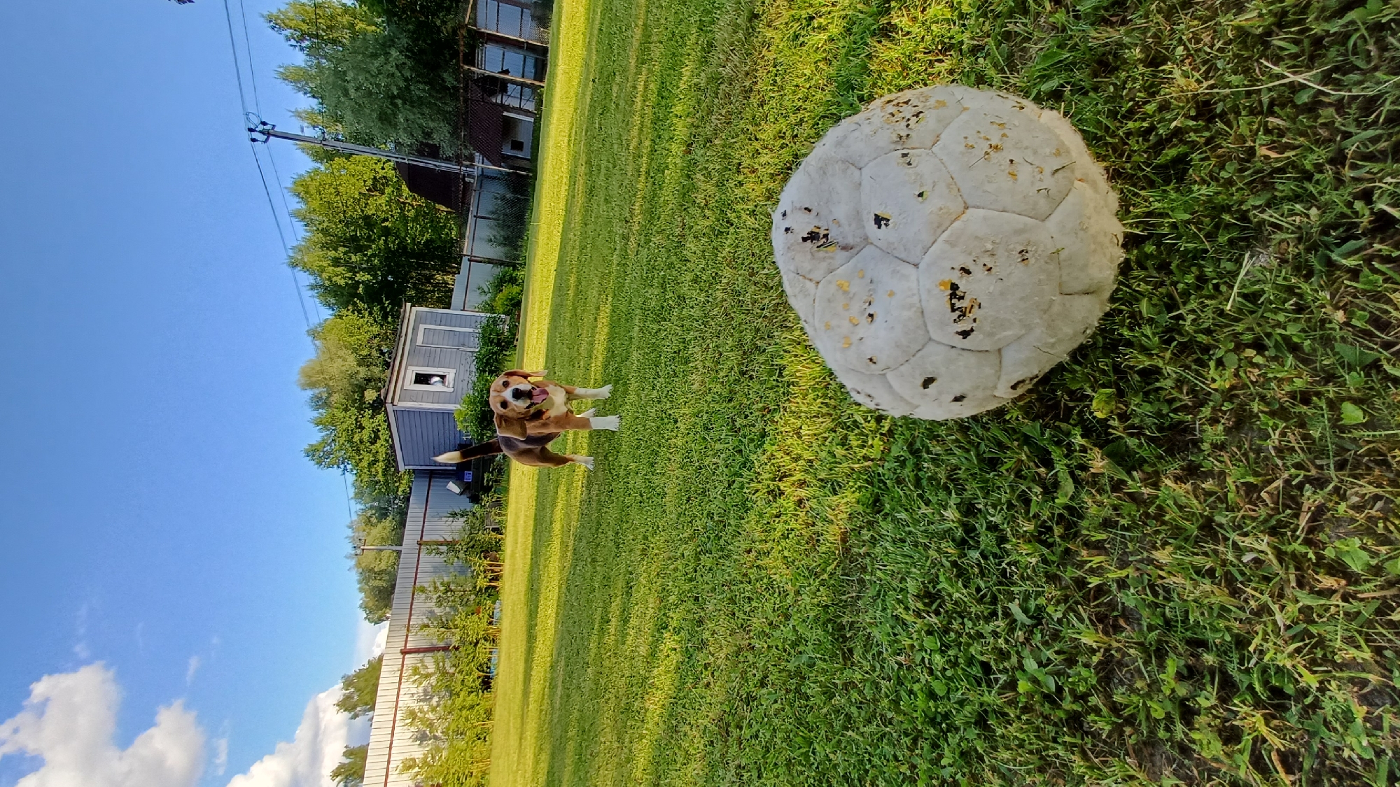 This outdoor photograph, taken in Timokhovo, Russia, captures a lively moment in a grassy yard under a bright, clear blue sky. In the mid-left of the frame, a brown and white Beagle dog stands on all fours, facing the camera with an excited expression. Its mouth is slightly open, revealing its tongue, and its tail appears blurred, suggesting it is wagging enthusiastically.
Dominating the right foreground is a well-used, dirty white soccer ball, covered in dark and light brown smudges, indicating extensive play. The ball rests on vibrant green grass that extends across the entire lower half of the image.
In the background, behind the dog, a small gray wooden shed with a white-framed window is visible. Further back, a metal fence runs horizontally, separating the yard from a dense line of lush green trees. A utility pole with power lines is also present on the left side of the frame, extending above the treeline. The bright sunlight illuminates the scene, casting soft, elongated shadows on the grass, suggesting either early morning or late afternoon. A few white clouds are scattered in the distant sky. The overall atmosphere is cheerful and energetic, centered on the playful dog and its worn soccer ball. No discernible text is visible in the image.