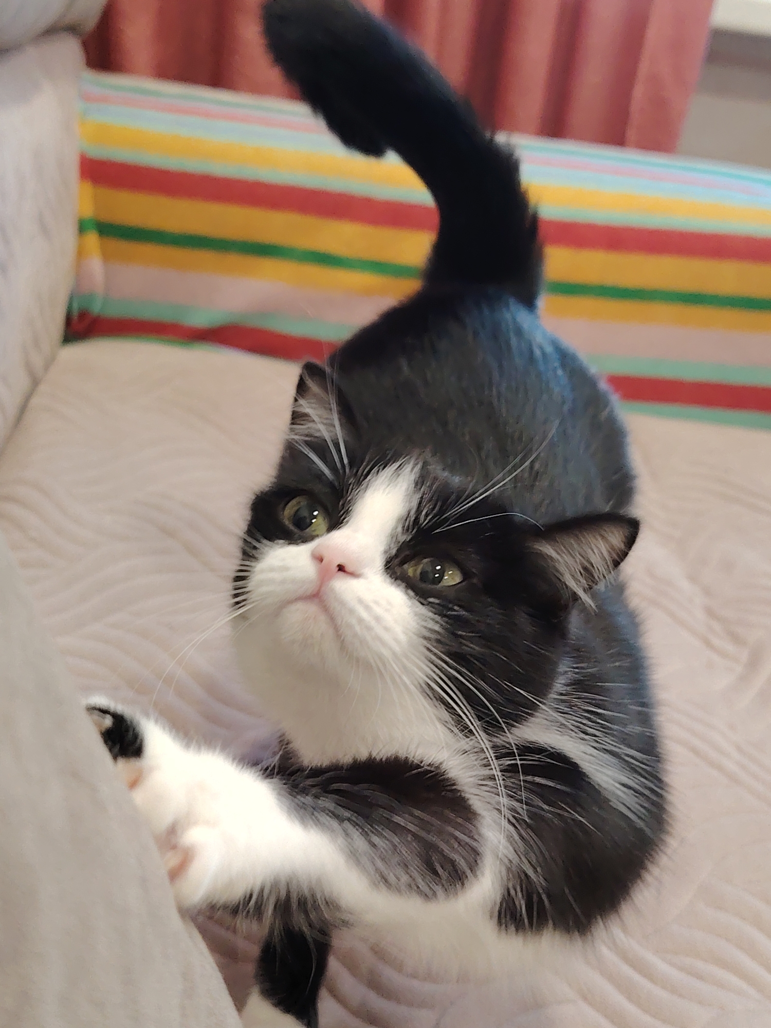 A black and white cat is pictured on a light pink blanket. The cat is in a stretching pose with its front paws extended forward, clinging to a light gray textured object. The cat's body is arched, and its tail is raised upwards. The background shows a striped pillow with horizontal stripes of red, yellow, green, and blue, and a blurred pink curtain. The scene appears to be indoors.