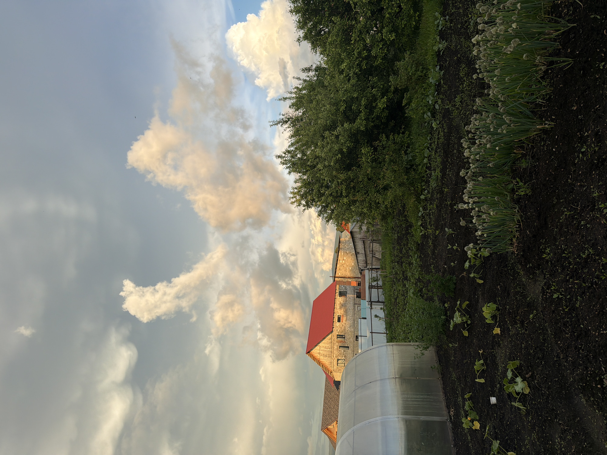 The image depicts a rural scene in Mezhevoy, Russia, under a dynamic sky filled with dramatic, light-infused clouds. In the foreground, a dark, tilled garden bed is visible with rows of green plants, some appearing to be young squash plants and others a dense line of flowering onions. To the left, a portion of a clear, arched greenhouse is present. Behind the garden, a line of lush green trees and bushes forms a natural boundary. Beyond the greenery, several buildings are visible, including a house with a bright red roof constructed of light-colored brick. Another building with a darker roof is partially visible to the left. The overall impression is one of a tranquil, domestic landscape bathed in the soft, warm light of late afternoon or early evening.