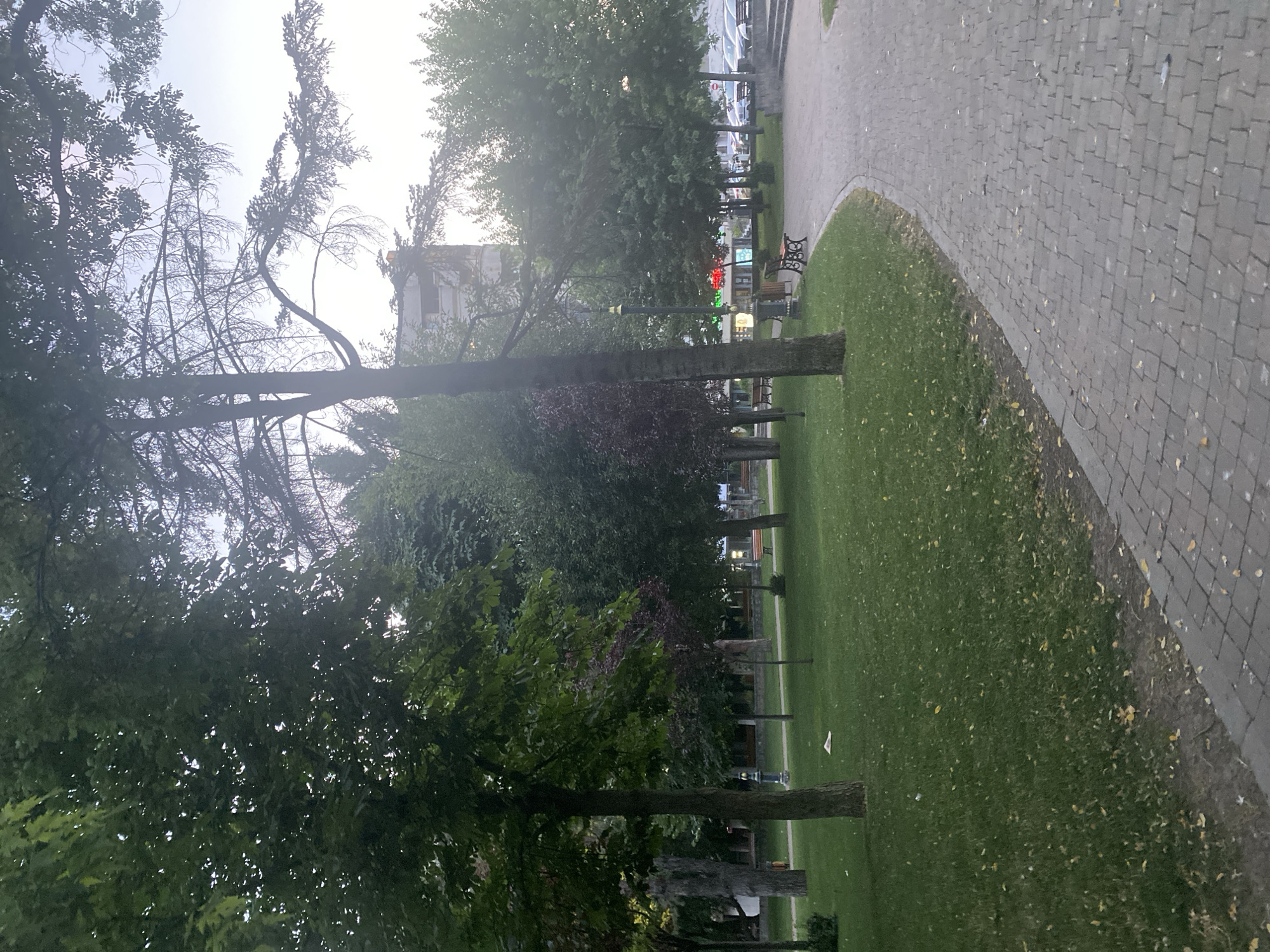 The media file displays an outdoor scene in Iași, Romania. The image is oriented vertically, capturing a park area with a paved walkway curving along a grassy lawn. Several trees are present, some with full green foliage and others appearing bare or with sparse branches, suggesting a transition in seasons or the presence of dead trees.
In the background, beyond the trees, structures of buildings are visible, including a multi-story building with windows and an indication of a rooftop. Further into the background, there are hints of commercial activity with illuminated signs, one of which shows red and green lights, suggesting shops or cafes. A few park benches are placed along the walkway and in the grassy area. A lamppost is also visible.
The time of day appears to be late afternoon or early evening, judging by the soft lighting and the bright sky visible through the trees, which has a hazy quality, possibly due to sunlight or atmospheric conditions. The grass is green, and some fallen yellow leaves are scattered on the grass and along the edge of the walkway, indicating that it might be autumn.
No people are clearly visible in the scene. The overall mood is peaceful and serene, characteristic of a quiet park setting. No discernible text is present in the image beyond what might be part of distant signs.
