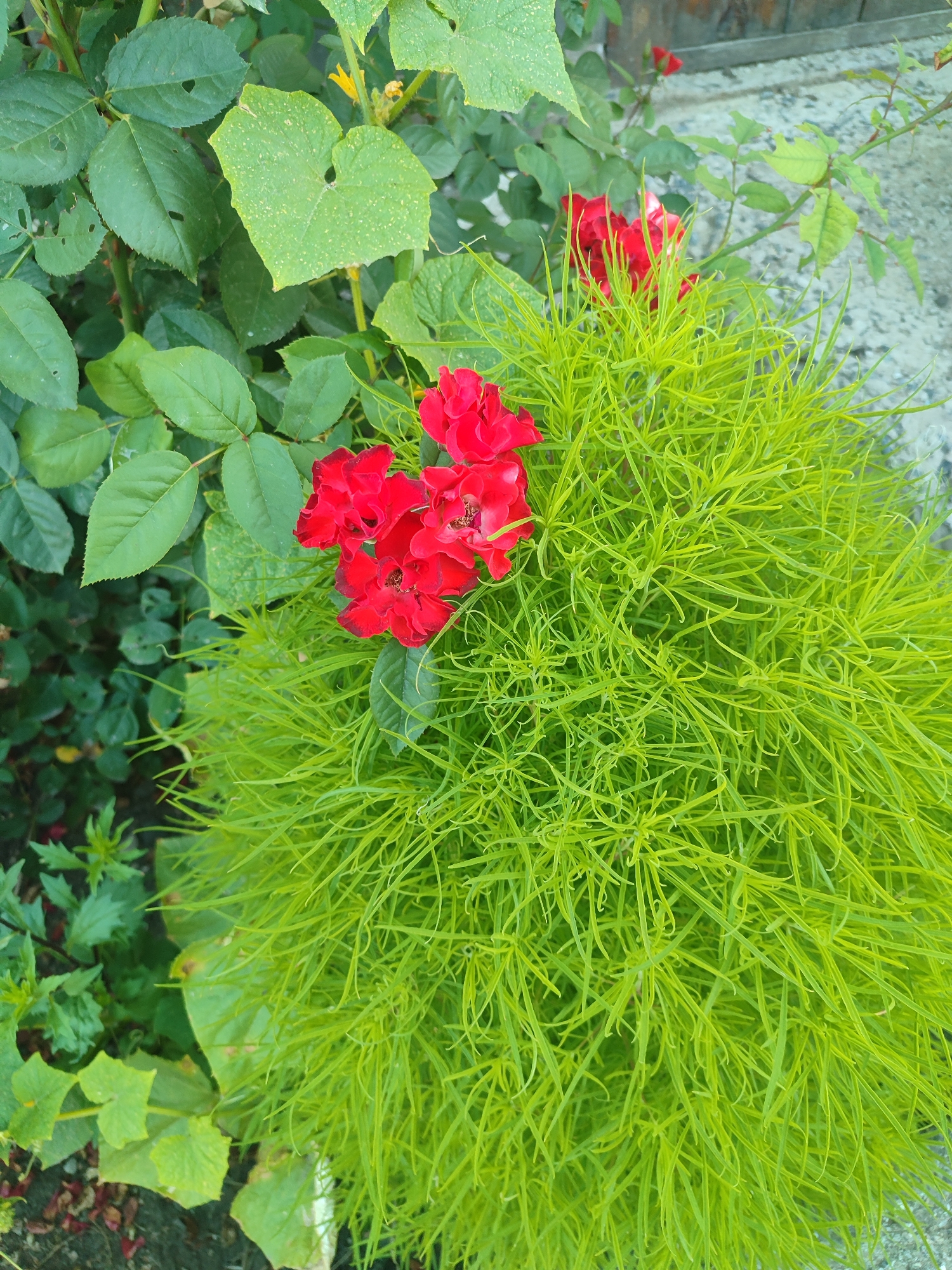 A close-up, top-down view of a bright green, feathery plant with a cluster of small red roses peeking out from the top. The roses have multiple petals and appear to be in full bloom, with dark centers. The feathery plant fills the right side of the frame, its thin, delicate leaves creating a textured, almost cloud-like appearance. To the left, several large, dark green rose leaves are visible, some with small holes. The background is a mix of concrete and what appears to be a wooden fence. This scene is likely located in Novosamarka, Ukraine, as indicated by the context.