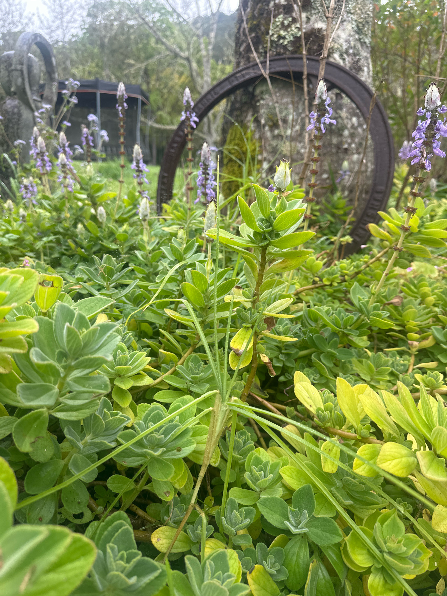 In Thora, Australia, an outdoor scene captures a dense cluster of lush green plants with some yellowing leaves in the foreground. Among the foliage, slender stalks rise, adorned with spikes of small, delicate purple flowers. In the background, a large, weathered metal wheel leans against a tree trunk. Beyond this, a dark structure with a visible roof is partially obscured by trees. The overall atmosphere suggests a natural, somewhat overgrown setting within a garden or rural area.