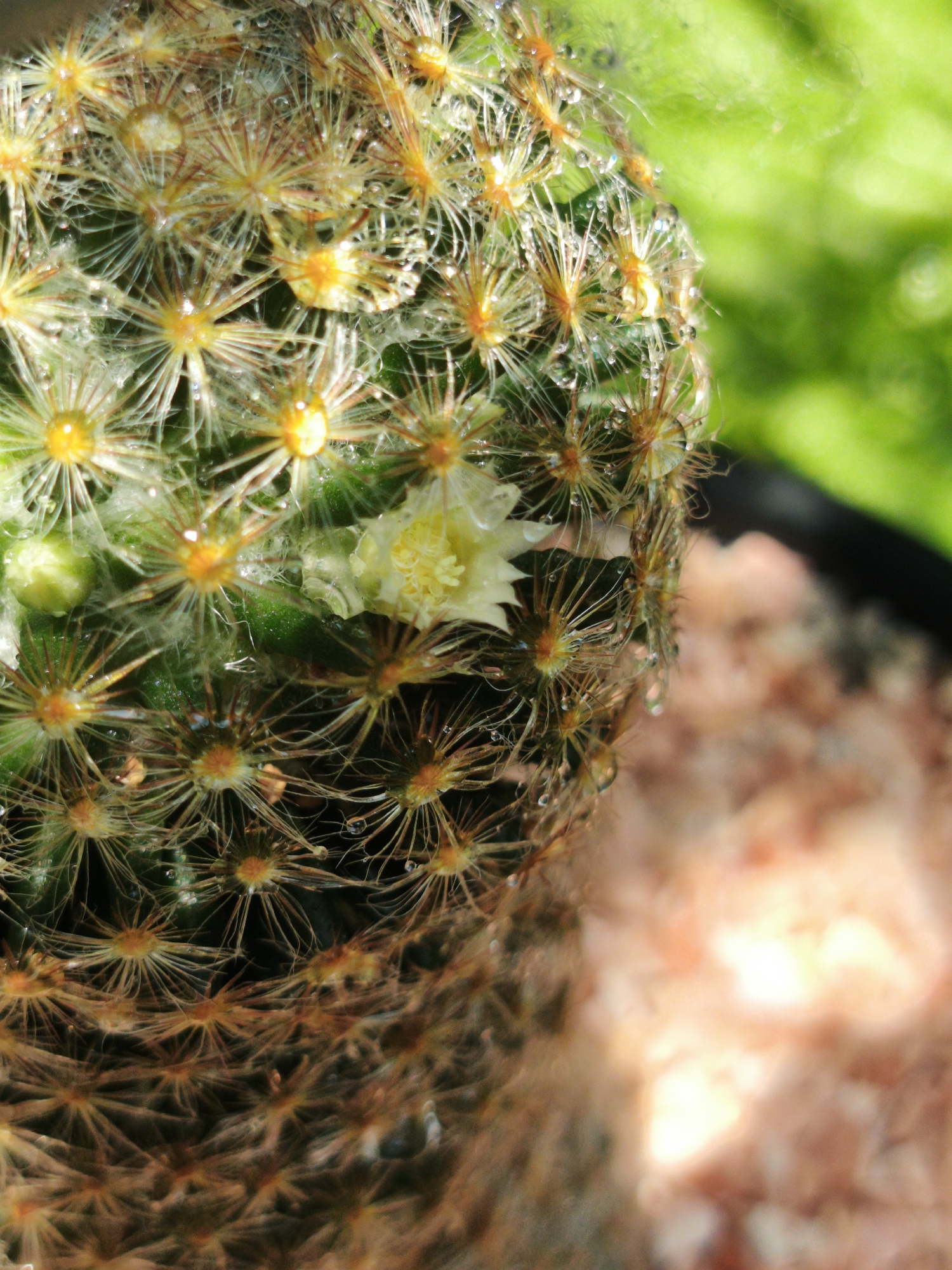 A close-up shot focuses on a green, cylindrical cactus covered in numerous white and yellow spines. Many tiny water droplets cling to the spines. A small, pale yellow flower blooms from the side of the cactus. The background is blurred, with a patch of bright green visible in the upper right and a light pink, granular substance occupying the lower right. The overall image conveys a sense of freshness and intricate detail. There is no way to assess the location in Bangkok, Thailand.