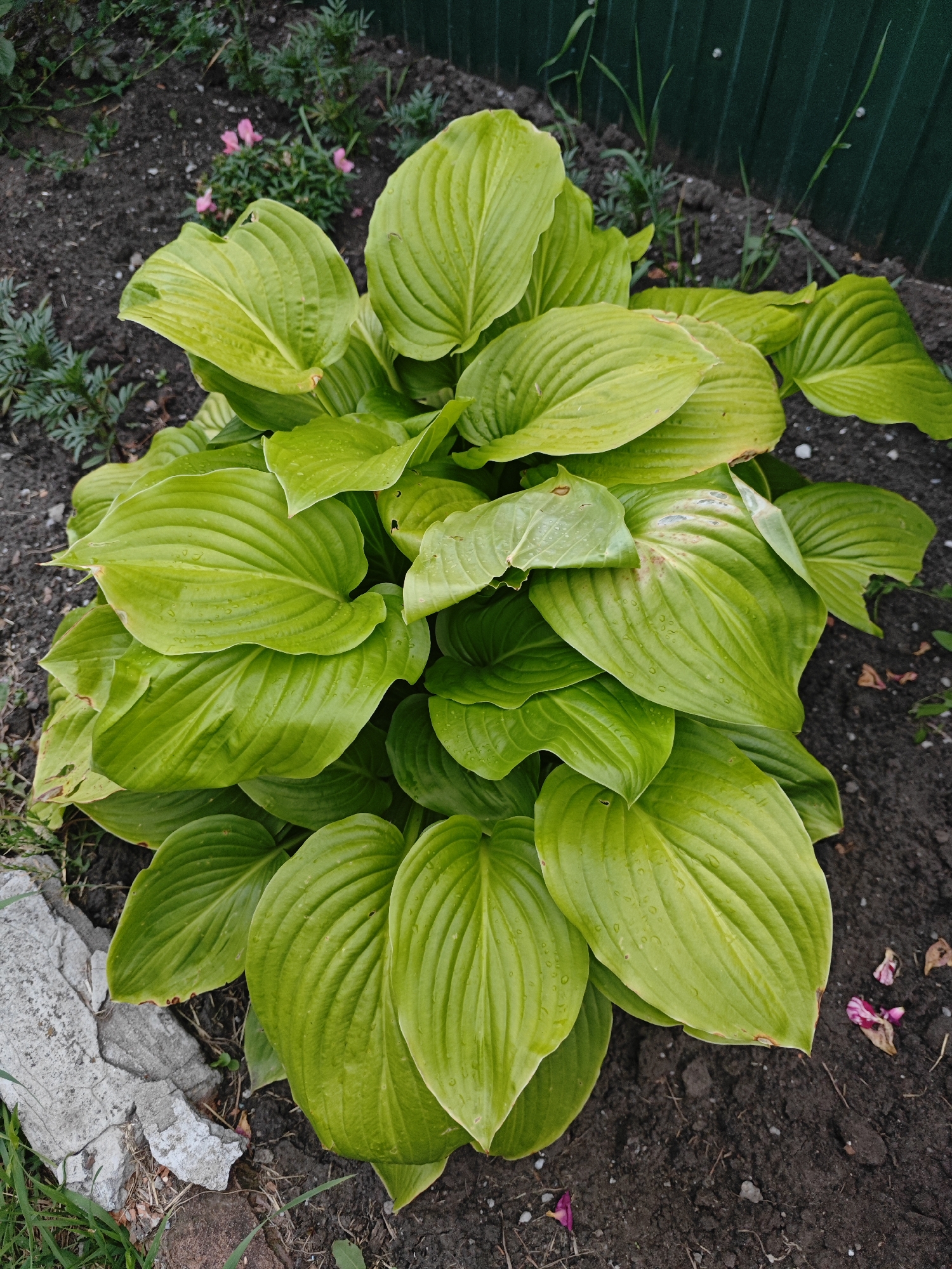 An overhead, eye-level, medium shot captures a lush, vibrant green hosta plant growing in dark soil next to a weathered grey concrete structure and a green metal fence in the city of Peschanka, Russia. The hosta plant, the main subject, fills the majority of the frame with its large, ribbed, heart-shaped leaves, some of which are slightly curled and show signs of minor damage along the edges. Water droplets are visible on the leaves, indicating recent watering or rain. In the background, the dark, tilled soil is sparsely populated with thin green grass and a few small, delicate pink flowers. The green metal fence runs along the top right edge of the image, providing a backdrop and defining the garden space. The overall scene suggests a garden environment, possibly a backyard or a public park, with a focus on the healthy growth of the hosta plant.