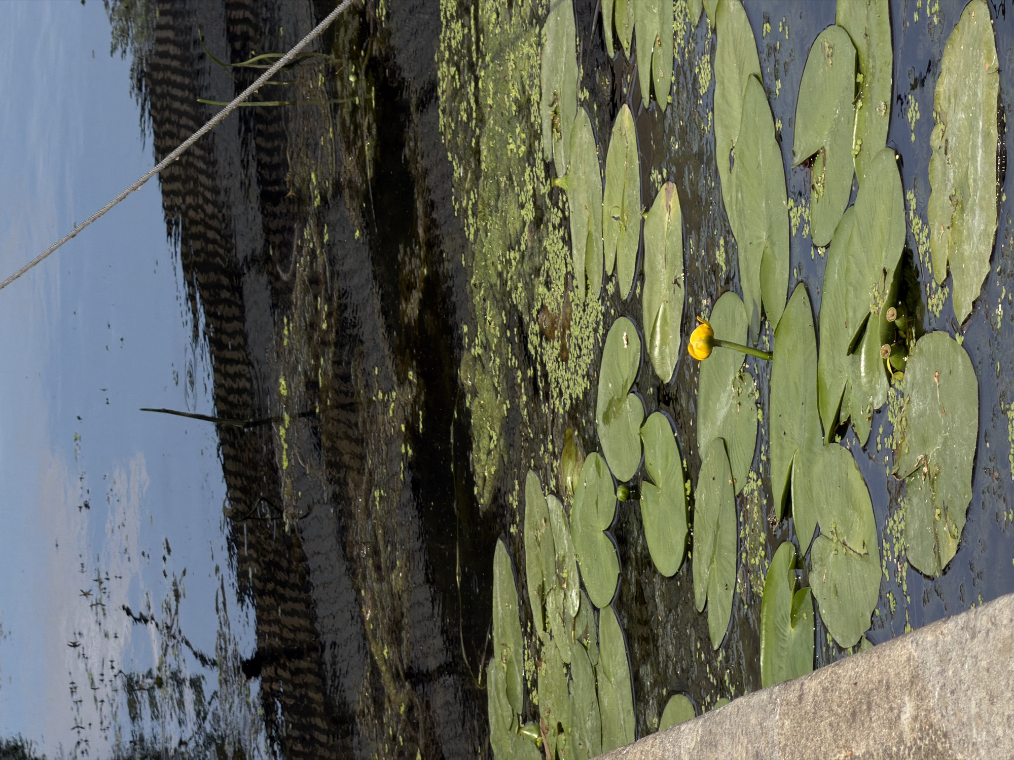 The image shows a close-up view of a body of water, likely a canal or river, in Joinville-le-Pont, France. Lily pads are scattered across the surface of the dark water. One yellow water lily bud is visible, standing tall on its stem. In the upper portion of the image, the water reflects a clear sky with some clouds, and what appears to be a wooden structure or bank. A rope is stretched diagonally across the upper right quadrant of the frame. A concrete embankment runs along the left side of the image. The scene is calm and appears to be a natural or semi-natural environment within the urban setting of Joinville-le-Pont.