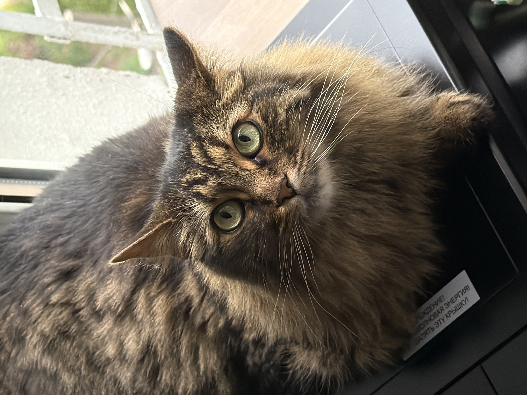 A fluffy, brown tabby cat with striking green eyes is looking directly at the camera, with its body angled towards the right side of the frame. The cat is resting on a dark, flat surface that appears to be electronic equipment, possibly a printer or scanner, as indicated by a small white label with text visible on its left side. The cat's fur is long and appears thick, with distinct tabby markings in shades of brown, black, and tan. Its whiskers are long and white, fanning out from its muzzle. In the background, a window is visible with a white frame and a hint of greenery outside, suggesting an indoor setting. The lighting in the image is natural, casting a soft glow on the cat's face.