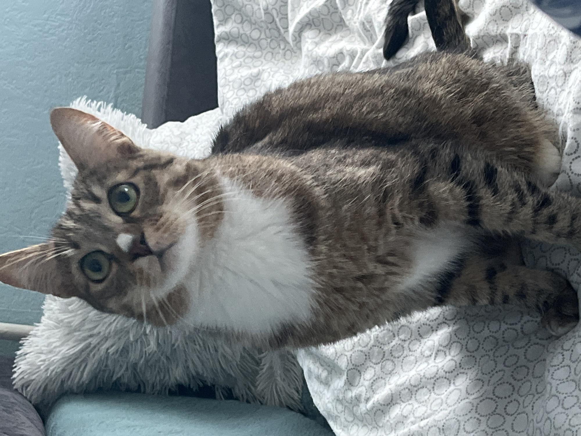 A medium-sized, brown tabby cat with a white chest and green eyes lies on a white and gray patterned blanket. Its tail is visible in the upper right corner. The cat's head rests on a fuzzy, white pillow. A blue wall is in the background, and a gray cushion or surface is visible behind the pillow. The location is not identifiable from the image.