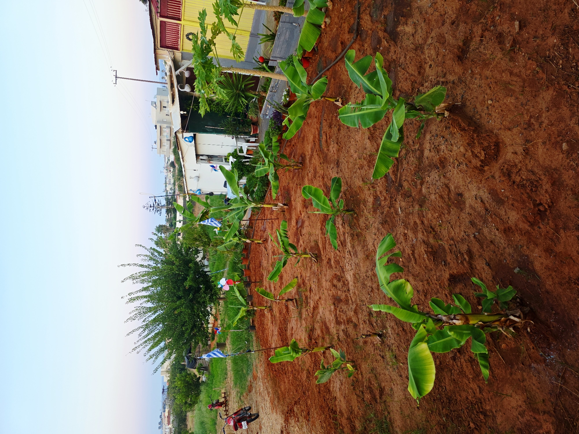 The image depicts an outdoor scene with a field of young banana plants in reddish-brown soil. Several of the plants have large, green leaves. In the background, there are various structures including a white building with a green roof, a yellow and red structure, and some smaller sheds. A large tree is visible to the left of the buildings. There are several flags planted in the ground among the banana plants. A red motorcycle is parked on a dirt path to the left of the field. The sky above is a pale blue with hints of pink and yellow, suggesting it is either sunrise or sunset. The environment appears to be a rural or semi-rural area with some residential buildings in the distance.