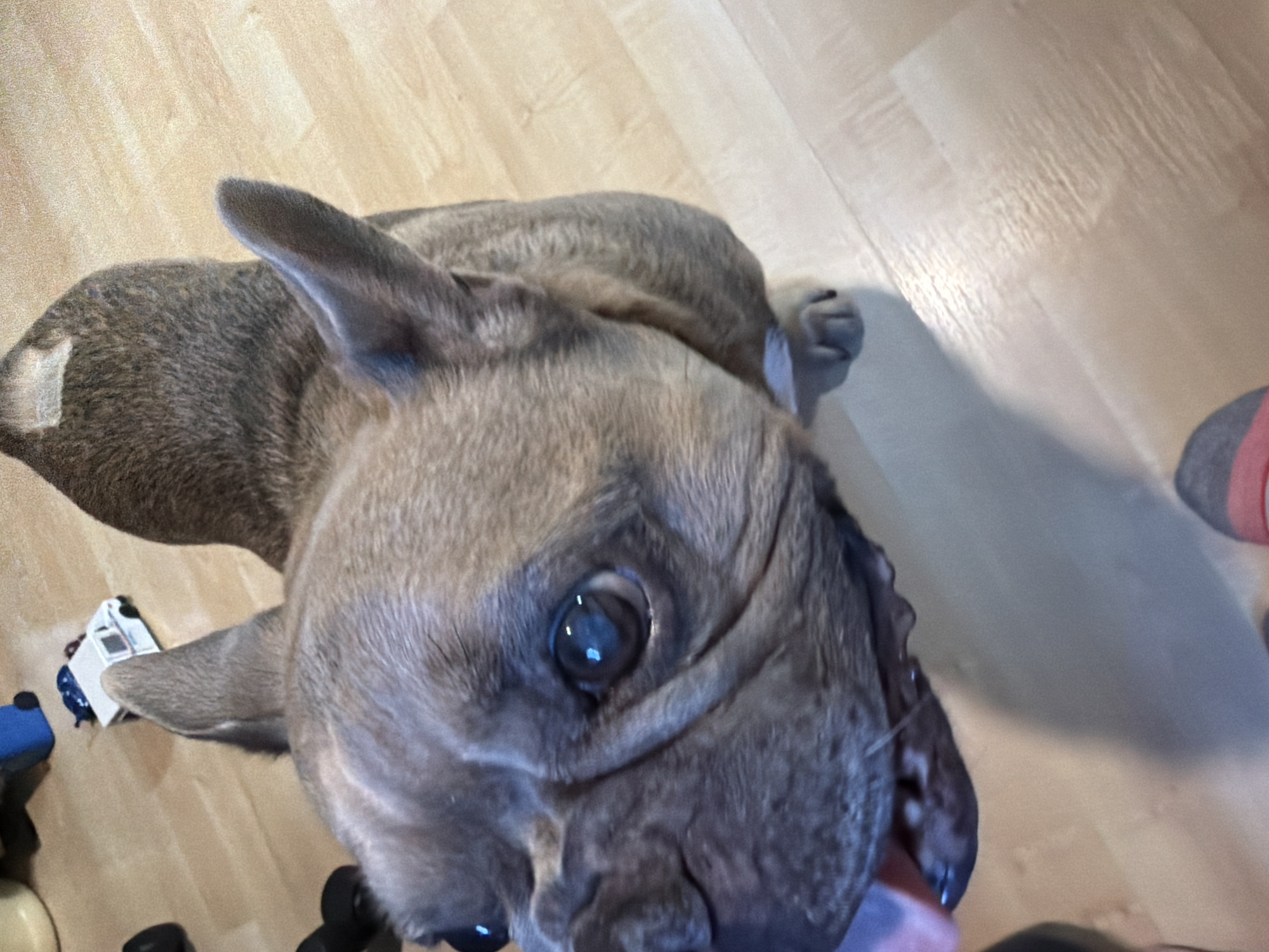 A close-up, high-angle shot shows a fawn-colored French bulldog standing on a light-colored wood floor. The dog's head is tilted and it is looking up at the camera with its tongue partially out. The dog has large, dark eyes and wrinkled skin around its muzzle. Its ears are large and pointed. In the background, out of focus, are various objects including a blue object, a white toy vehicle, and a person's foot wearing a sock with stripes. This scene is located in a residential indoor setting in Aliso Viejo, California, United States of America.