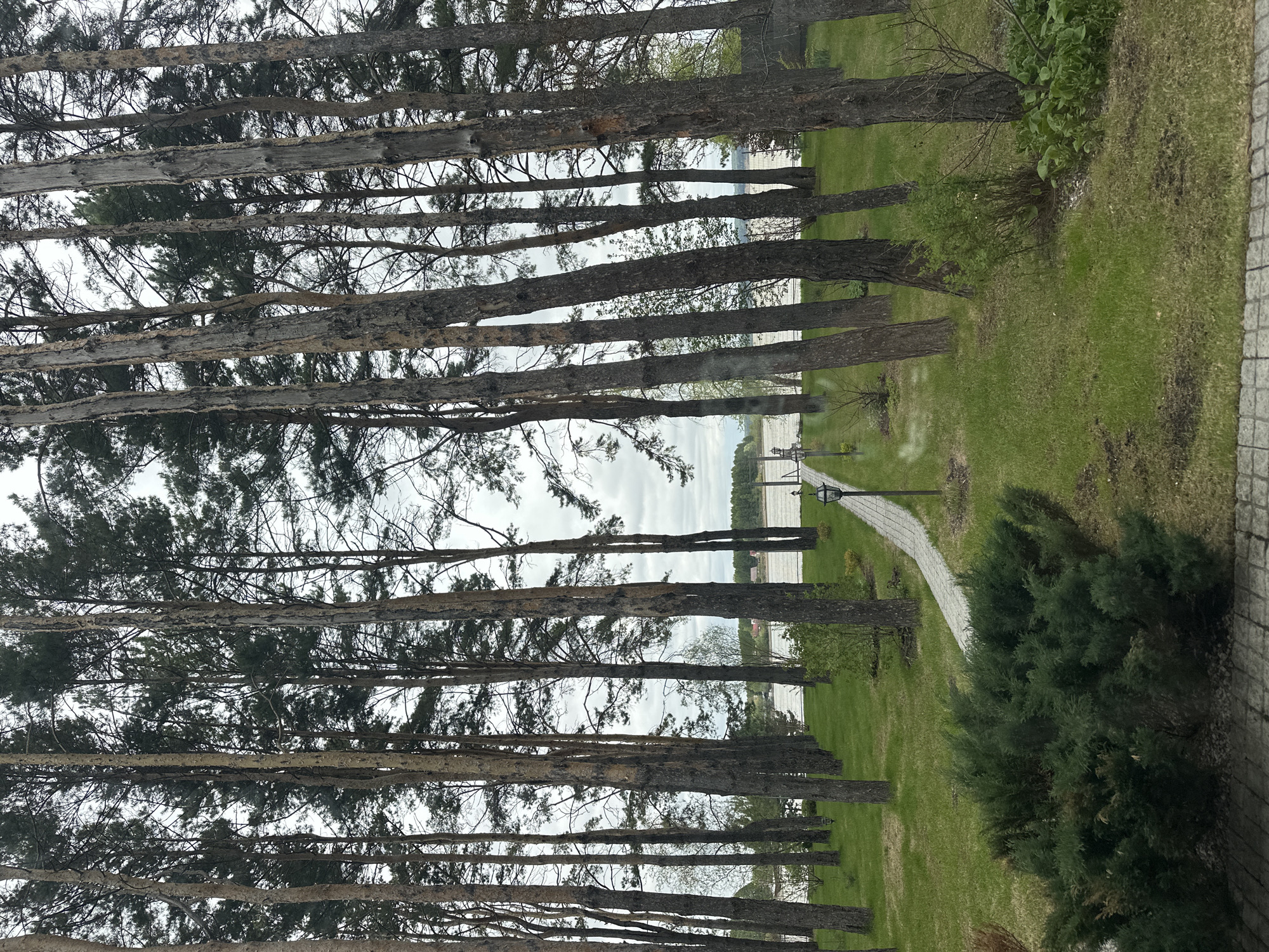 The image shows a view through a row of closely spaced, tall pine trees. Beyond the trees, there is a grassy area leading to a path, which curves slightly to the right. In the distance, there is a body of water and some indistinct structures along the shoreline. A street lamp can be seen along the path. Based on the query, this scene is likely located in Aviator, Russia.