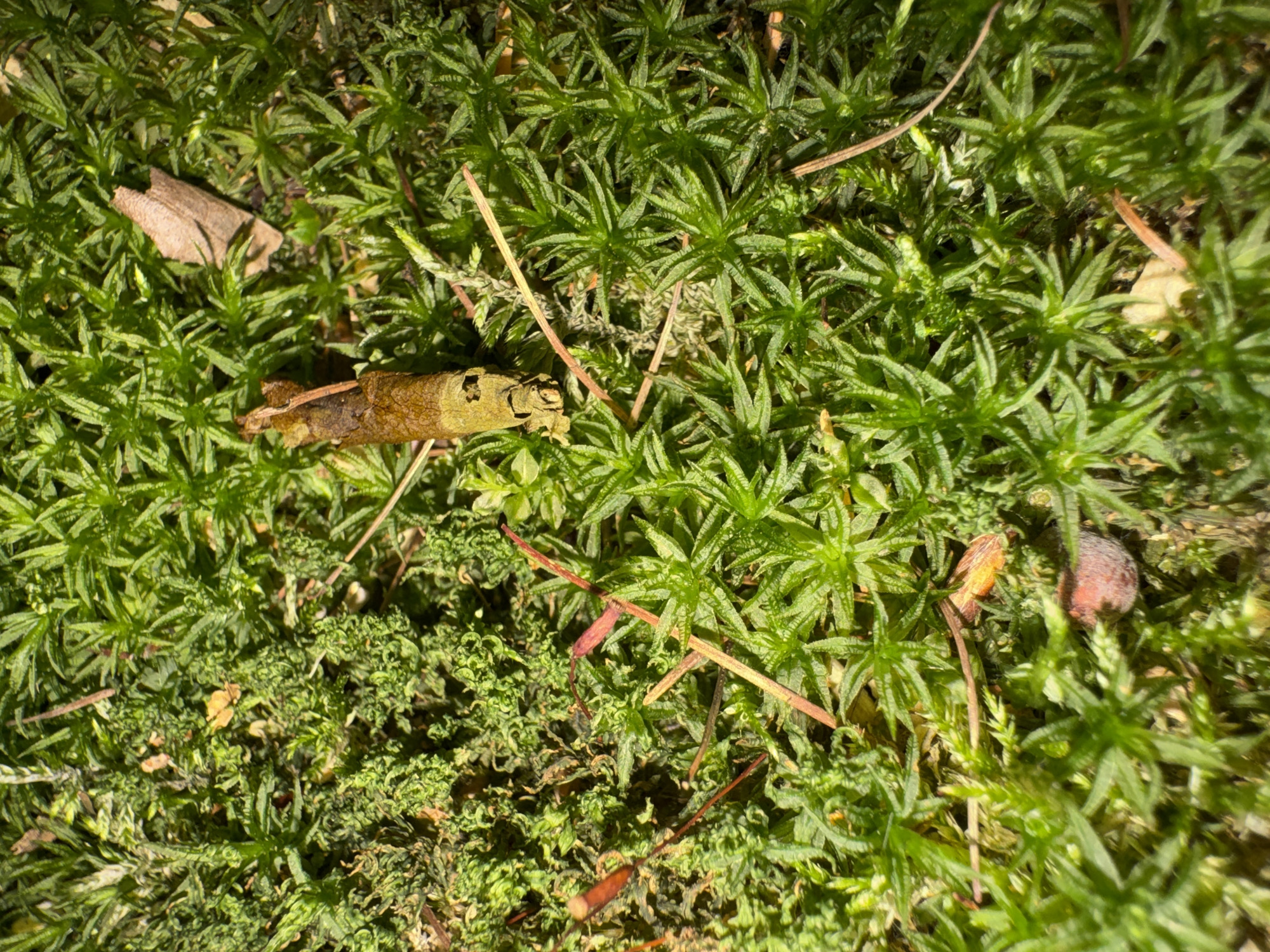 This is a close-up, overhead photograph of moss and other natural debris on the ground. The scene appears to be outdoors in a natural setting. The dominant color is green, from the moss. There are also small brown and tan fragments, likely leaves or twigs, scattered amongst the moss. One prominent object in the center of the frame is a small, segmented piece of what appears to be animal droppings, with a tan and brown coloration and visible texture. In the lower left quadrant of the image, a small, dark red, spherical object, possibly a berry or a small seed pod, is visible. A few thin, reddish-brown pine needles are also present. The lighting suggests it is daytime, with sunlight creating shadows and highlighting the textures of the moss and debris. There are no people visible in the image. The image quality is good, with sharp focus on the central subjects and the surrounding moss. The overall impression is of a detailed, natural ground-level view.