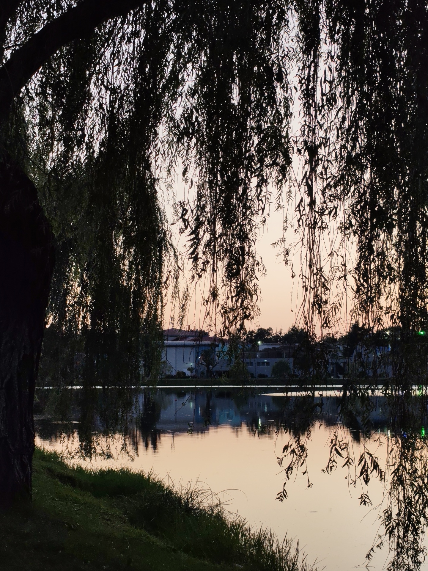 This image captures a serene evening scene by a body of water, likely the Batumi Boulevard, a prominent waterfront area in Batumi, Georgia. The foreground is dominated by the dark, drooping branches of a weeping willow tree, creating a natural frame for the view. The leaves of the willow are silhouetted against a soft, pastel-colored sky, transitioning from a light pink at the horizon to a pale blue higher up.
Across the water, a line of buildings with modern architecture is visible, their reflections shimmering on the water's surface. The water itself is calm and still, mirroring the sky and the distant structures. The bank on the left side of the image is covered in lush green grass, with the dark trunk of the willow tree rising prominently. The overall atmosphere is peaceful and tranquil, suggesting a quiet moment at dusk or dawn. There are no people or animals visible in the frame. The lighting indicates the time of day is likely around sunset or sunrise.
