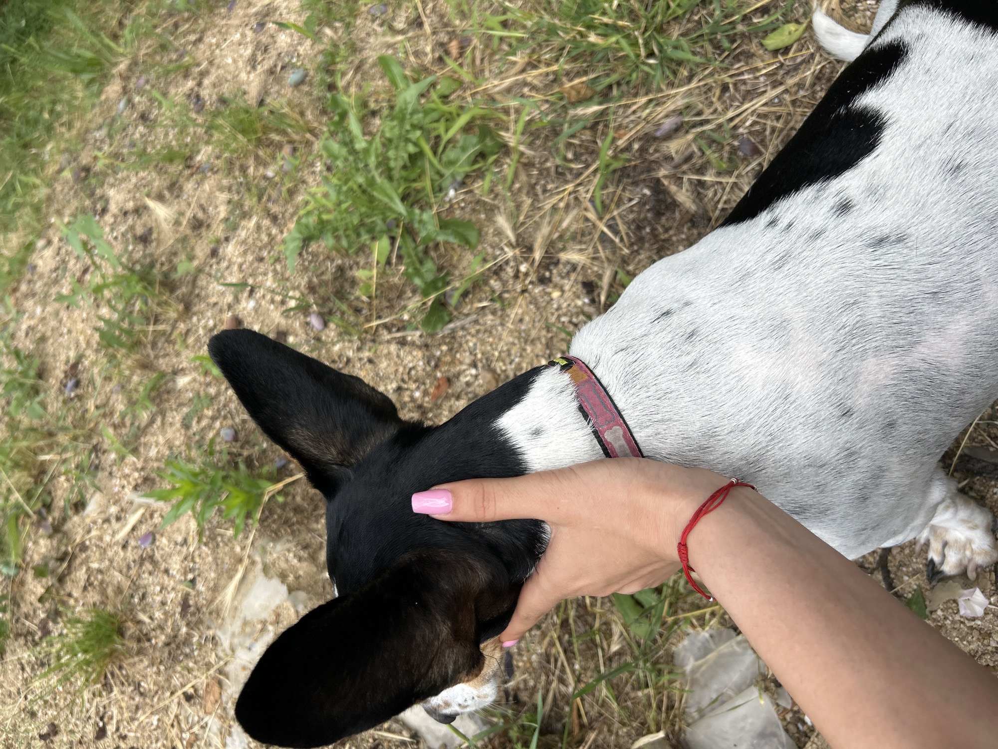 An outdoor, eye-level, close-up shot shows a person's hand stroking the head of a black and white dog. The dog's large, black ears are prominent, and its snout is partially visible. The person's hand has bright pink painted fingernails and a thin red string bracelet. The dog is wearing a collar with a pink and red pattern. The background consists of dry dirt, sparse green grass, and some dried vegetation. The overall scene suggests a casual interaction between a person and their pet in an outdoor environment.