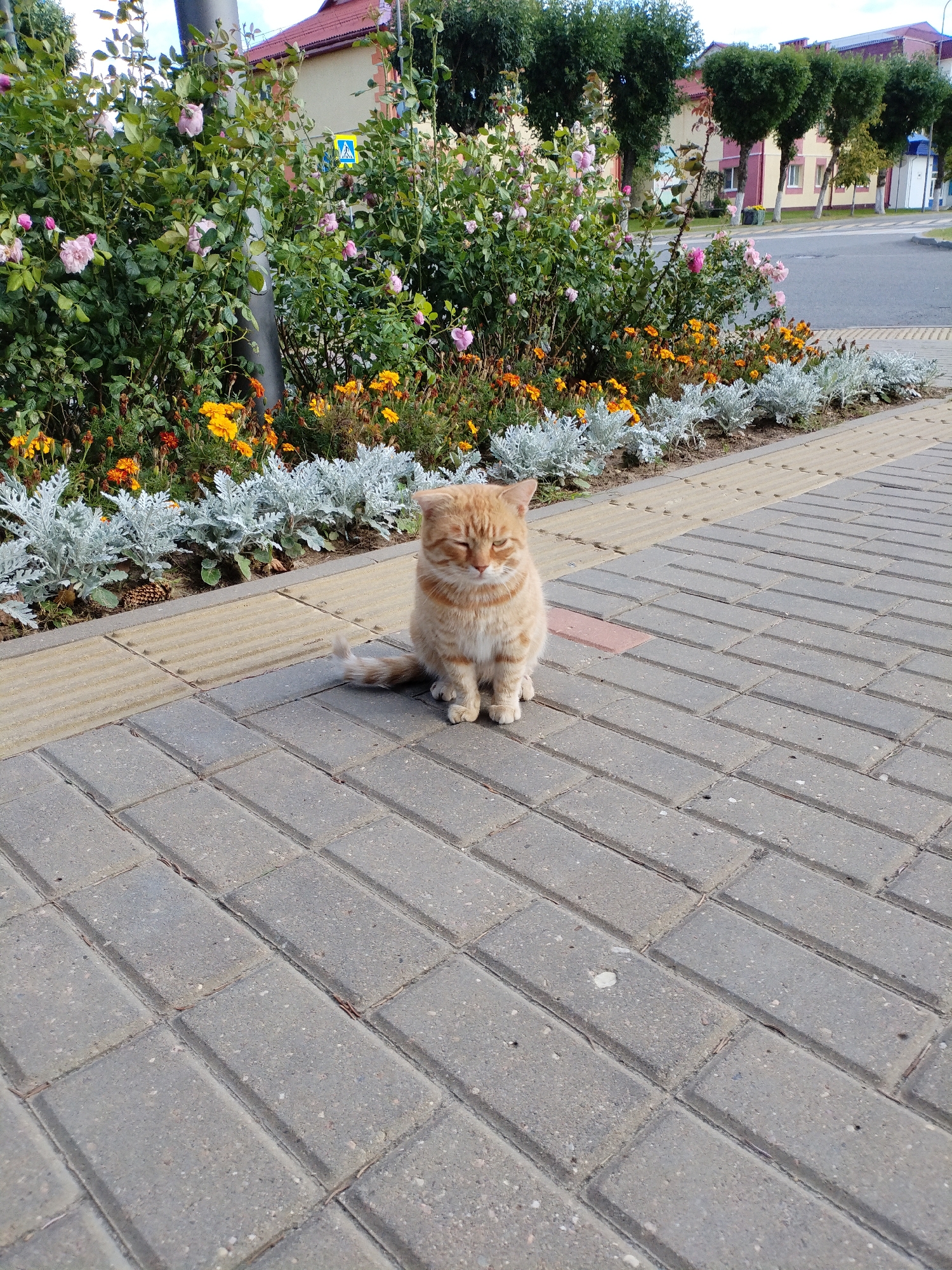An orange tabby cat is sitting on a paved sidewalk in front of a flower bed. The cat is facing forward, with its eyes closed. The flower bed contains roses, marigolds, and dusty miller. In the background, there are buildings and trees. The scene appears to be in a city, likely Bialynichy, Belarus, given the architecture and vegetation.