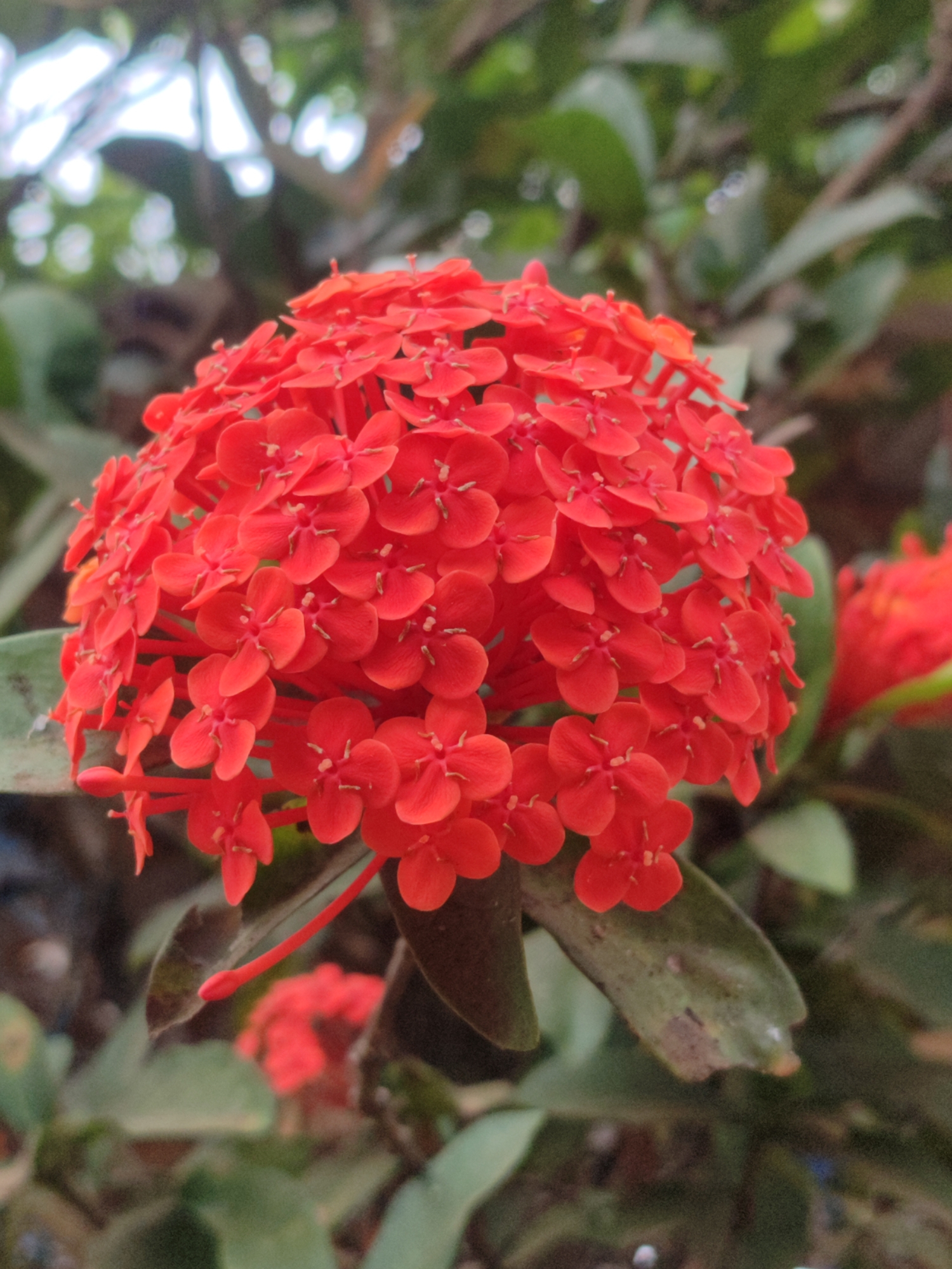 The image is a close-up photograph of a cluster of bright red ixora flowers, also known as "Soka" in Indonesia. The flowers are densely packed together, forming a spherical inflorescence. Each individual flower is small and star-shaped, with four petals. The petals are a vibrant red, with a slightly lighter shade towards the center where the stamen and pistil are visible. Some of the flowers are in full bloom, while others appear to be developing or slightly past their peak.
In the background, out of focus, are green leaves and branches, suggesting the flowers are part of a plant or shrub. There is also a hint of light filtering through the foliage, creating a bokeh effect. To the right and further back, another cluster of red ixora flowers is visible, also blurred, indicating they are part of the same plant or are nearby.
The lighting appears natural, likely from daylight, and it highlights the rich color of the flowers. The focus is sharp on the main cluster of flowers, drawing the viewer's attention to their intricate details. The overall impression is one of natural beauty and vibrant color.
The location is specified as Gantungan, Indonesia. Gantungan is a village in the district of Gondang, Sragen Regency, Central Java, Indonesia. This type of flowering plant is common in tropical and subtropical regions like Indonesia.