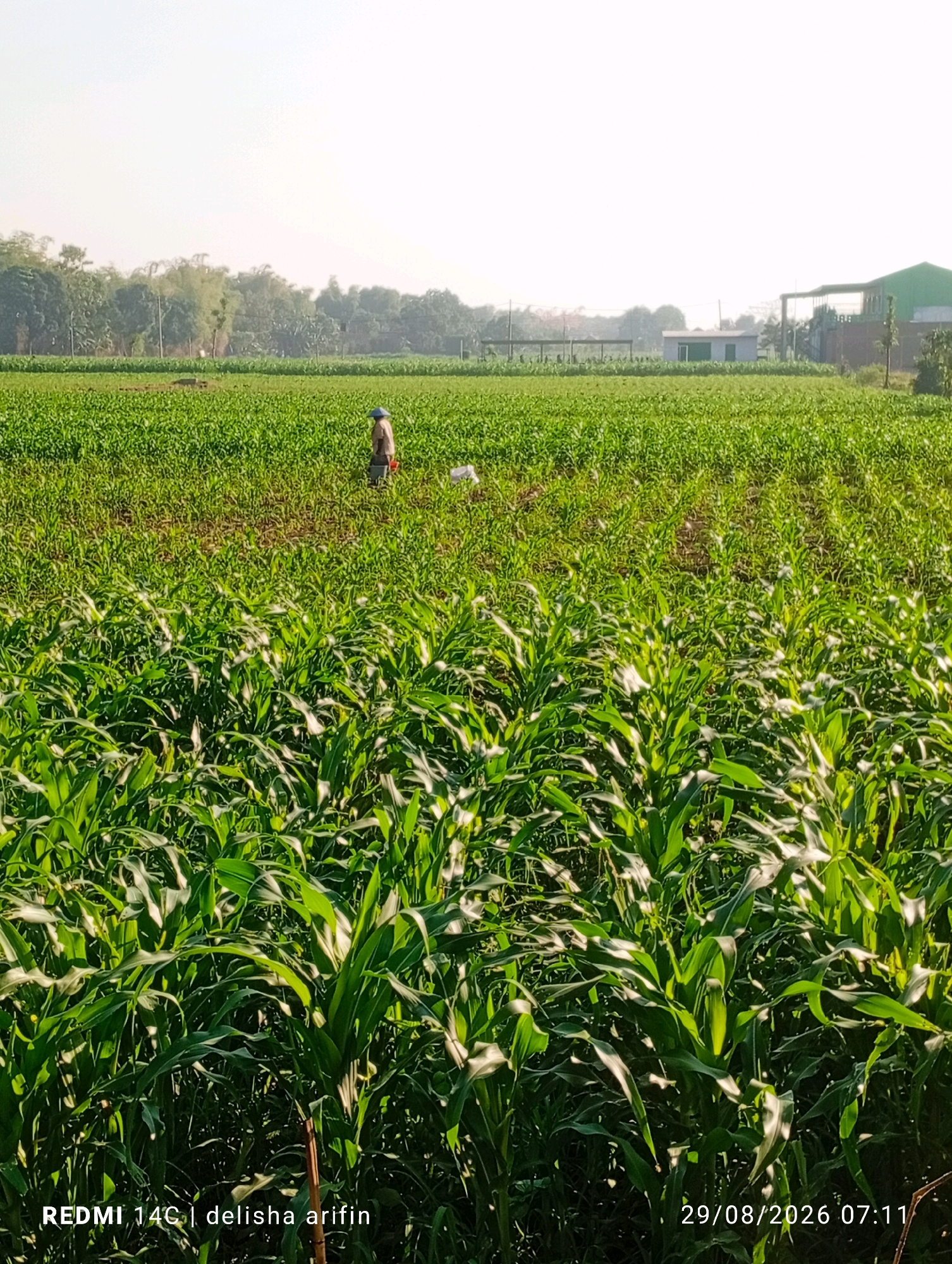 An outdoor, eye-level, medium-shot photograph captures a vast, verdant cornfield under a hazy sky. The foreground is dominated by lush green corn stalks, their leaves catching the sunlight and casting shadows. In the mid-ground, a lone farmer, wearing a traditional conical hat and light-colored clothing, is seen tending to the crops. The farmer appears to be walking or working in the field. To the right of the farmer, a white object, possibly a bag or a piece of equipment, rests on the ground. In the background, a line of trees forms a natural border, with a modern green building and a smaller grey structure visible beyond the trees on the right side of the frame. The overall impression is one of agricultural activity in a rural or semi-rural setting. The timestamp "29/08/2026 07:11" is visible in the lower right corner, along with text that reads "REDMI 14C | delisha arifin".