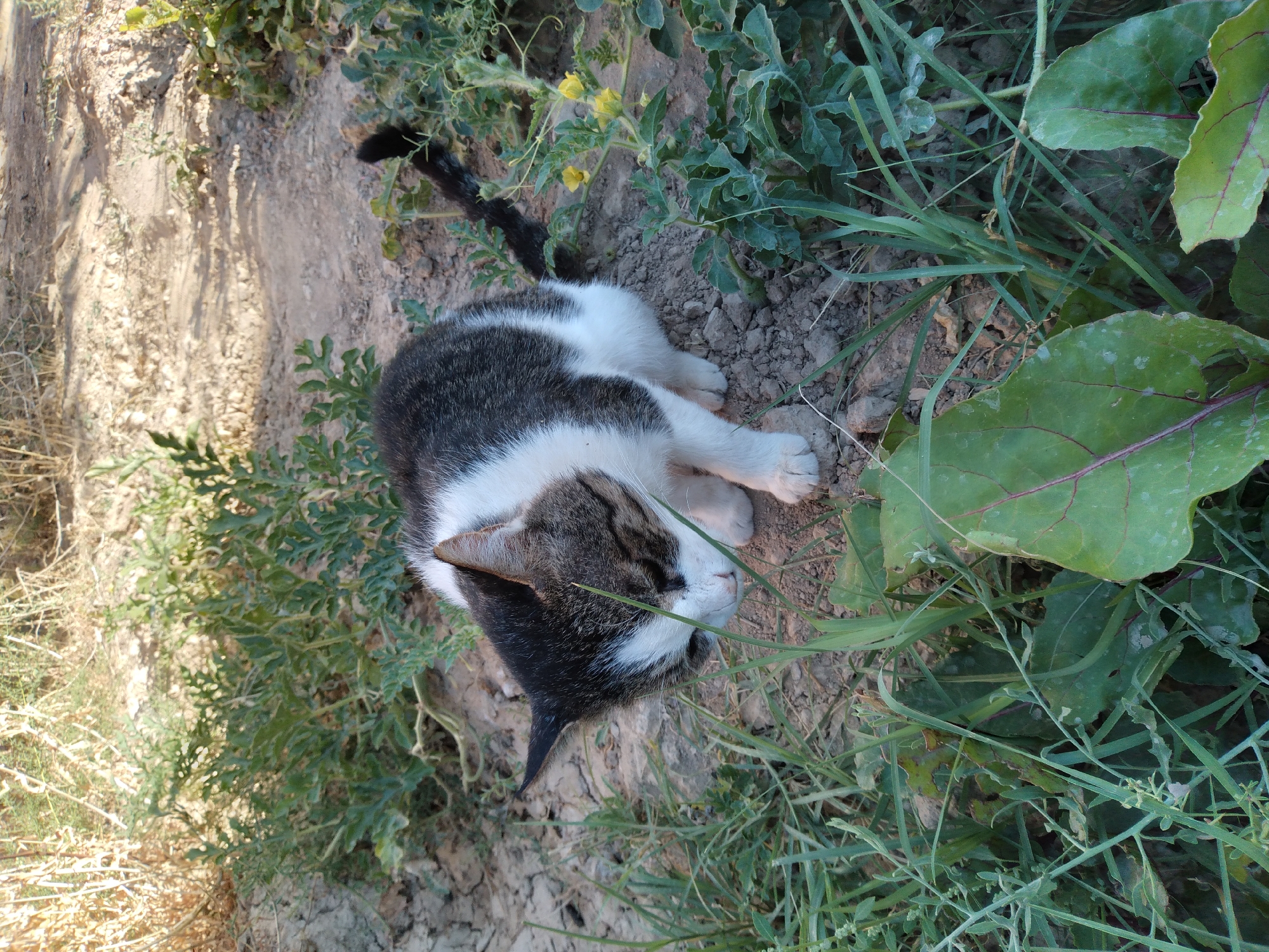 A tabby and white cat with dark grey and white fur is crouched in the dirt and vegetation. The cat is looking down and to the left. The cat has dark grey stripes on its head and back, white fur on its chest, stomach, and paws, and a black tail. The cat's ears are pointed and its eyes are partially closed. The cat is surrounded by green plants, some with large leaves and red veins, and other with smaller leaves and yellow flowers. The ground is dry and cracked dirt. The background is out of focus, but appears to be more dry vegetation and shadows. The scene is set in Baki, Uzbekistan.