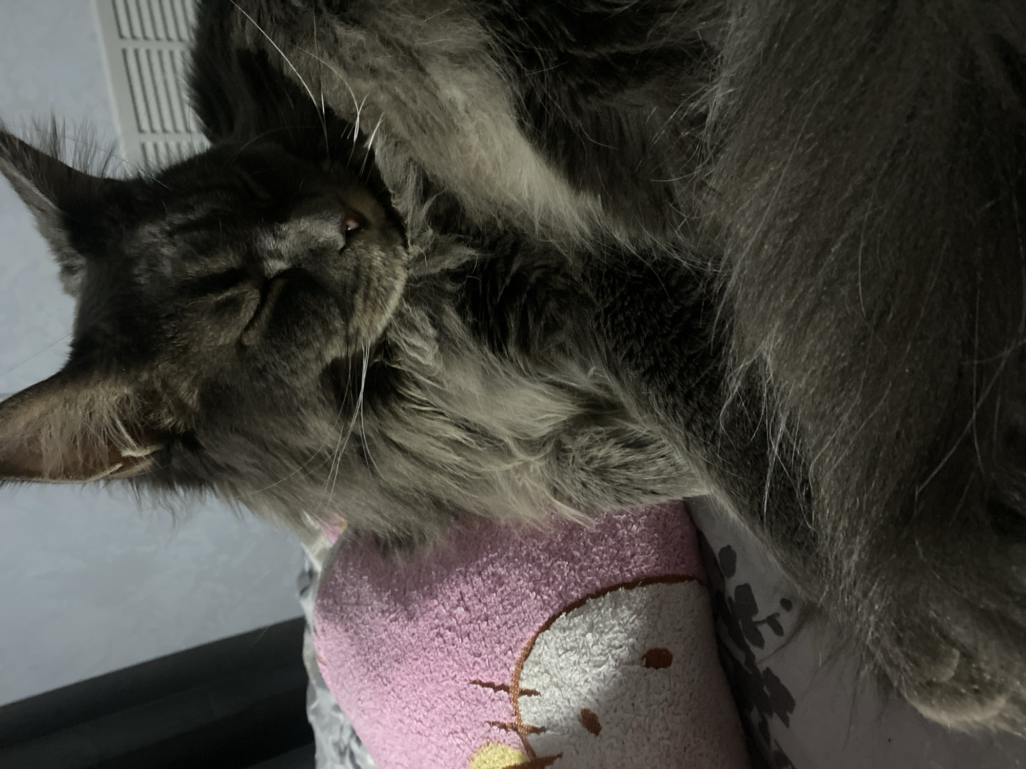 A gray Maine Coon cat rests on a pink pillow decorated with a cartoon face. The cat's eyes are closed, its face partially obscured by its own fur. The pillow rests on a floral-patterned fabric. In the background, there is a white vent. A black object is also partially visible in the background.
Location information is missing.