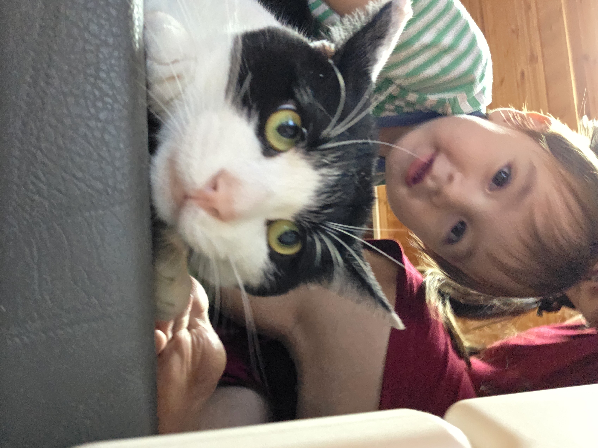 The image shows a close-up of a black and white cat with yellow eyes, resting its paws on a dark gray surface. Behind the cat, a young child wearing a green and white striped shirt is partially visible. The child's face is turned towards the camera, and their mouth is open. In the background, a person wearing a red shirt is also visible. The environment appears to be indoors, with wooden paneling on the ceiling. The scene is likely in a home in Dunnae-myeon, South Korea.