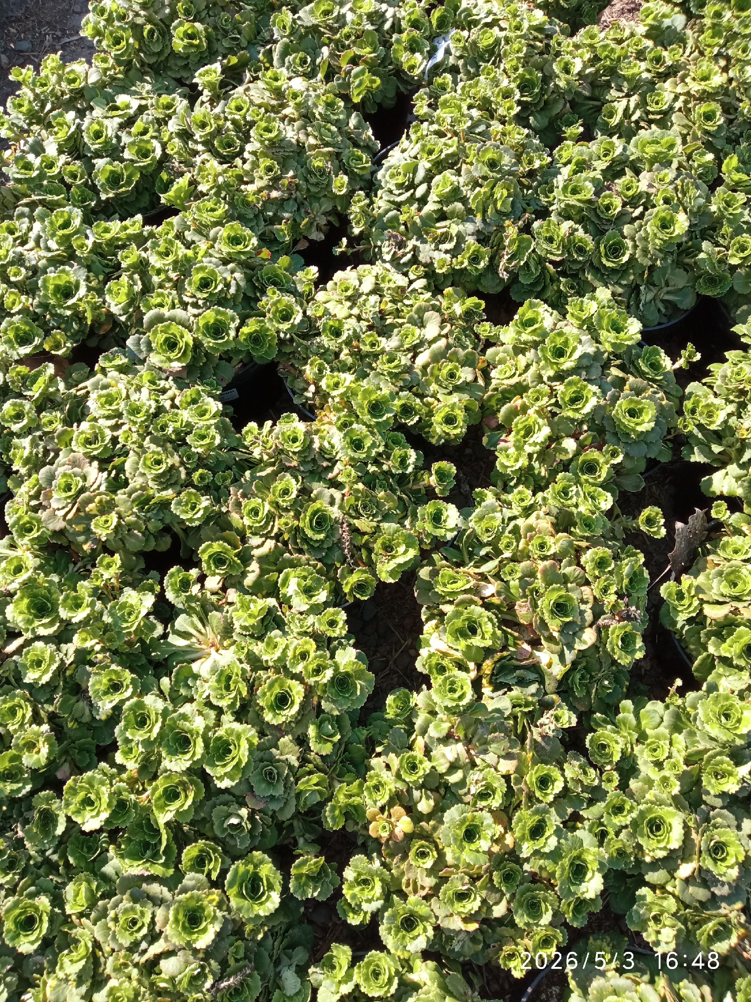 A ground-level, full-frame, daylight shot shows numerous clusters of green plants, possibly succulents, densely packed together. The plants appear to be cultivated, potentially in pots or containers, though the containers are mostly obscured by the foliage. The plants are the dominant subject, and the background consists of dark soil and hints of containers. A date and time stamp "2026/5/3 16:48" is present in the lower right corner of the image. There are no people visible in the frame. The exact location within Krasnoyarsk, Russia, cannot be determined from the image.