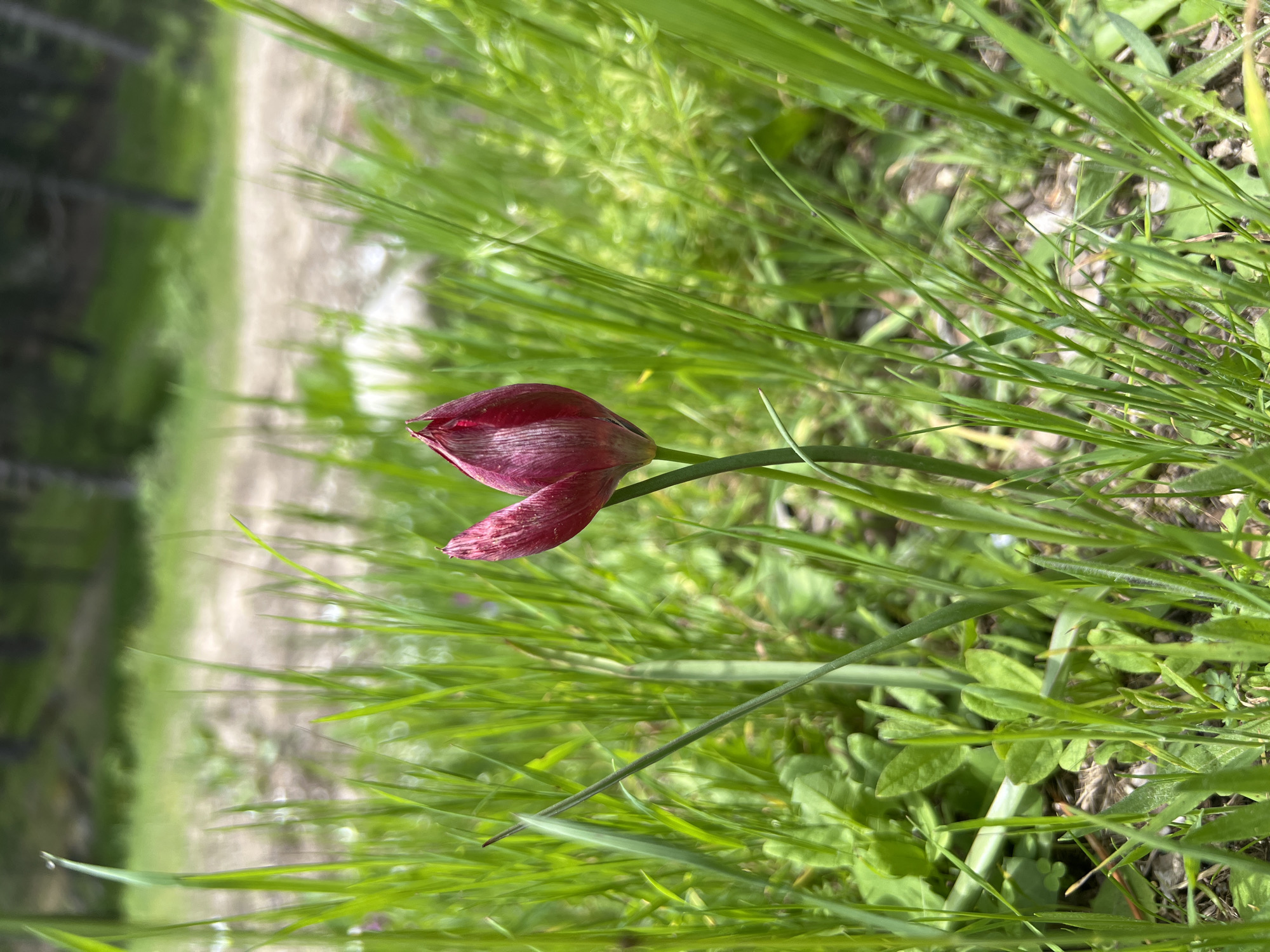 A single, closed, dark pink tulip flower rests among green grass and foliage. A path can be seen in the background. The location is Simav, Turkey.