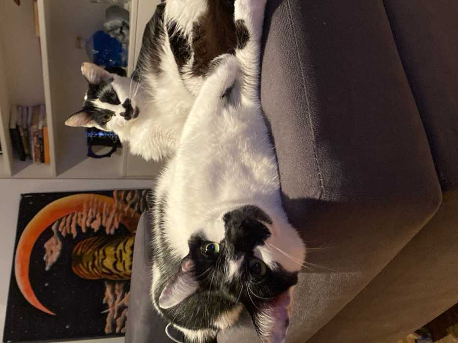 An indoor scene depicts two domestic bicolor black and white cats resting on a dark grey upholstered sofa. The cat in the foreground lies on its left side, with its head tilted towards the viewer, displaying green eyes and black markings on its head, ears, and back. The second cat, positioned behind and to the right, is partially obscured, lying with its body facing right and its head upright, looking towards the viewer. This cat has a prominent black marking under its nose resembling a mustache, black ears, and green eyes. In the background, a painting hangs on a light-colored wall, featuring a dark night sky with an orange crescent moon, a striped yellow/orange object, and light-colored clouds. To the right of the painting, a white bookshelf unit is visible, holding various books, a dark blue mug, a clear bottle containing blue liquid, and a blue skull-shaped object. The room is illuminated by artificial light. The image provides no specific visual indicators to confirm a precise location within the city of Buenos Aires, Argentina, beyond an assumed indoor residential setting.