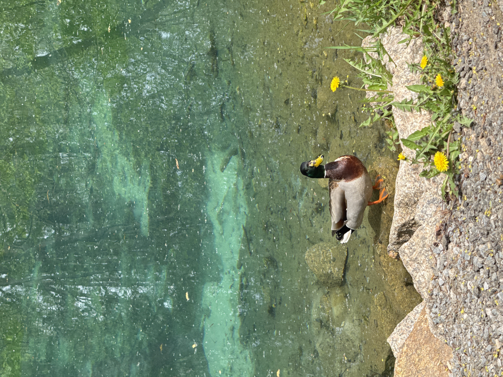 A mallard duck stands on the edge of a body of water, likely a pond or lake, near dandelions and rocks. The water appears clear with a green hue, potentially due to algae or reflections. The duck has a green head, brown chest, and gray flanks with orange feet. The surrounding area features greenery and rocky terrain. The image does not definitively provide the location is Sdt Shcherbakovka, Russia, but if so, it would depict a natural area within that locality.