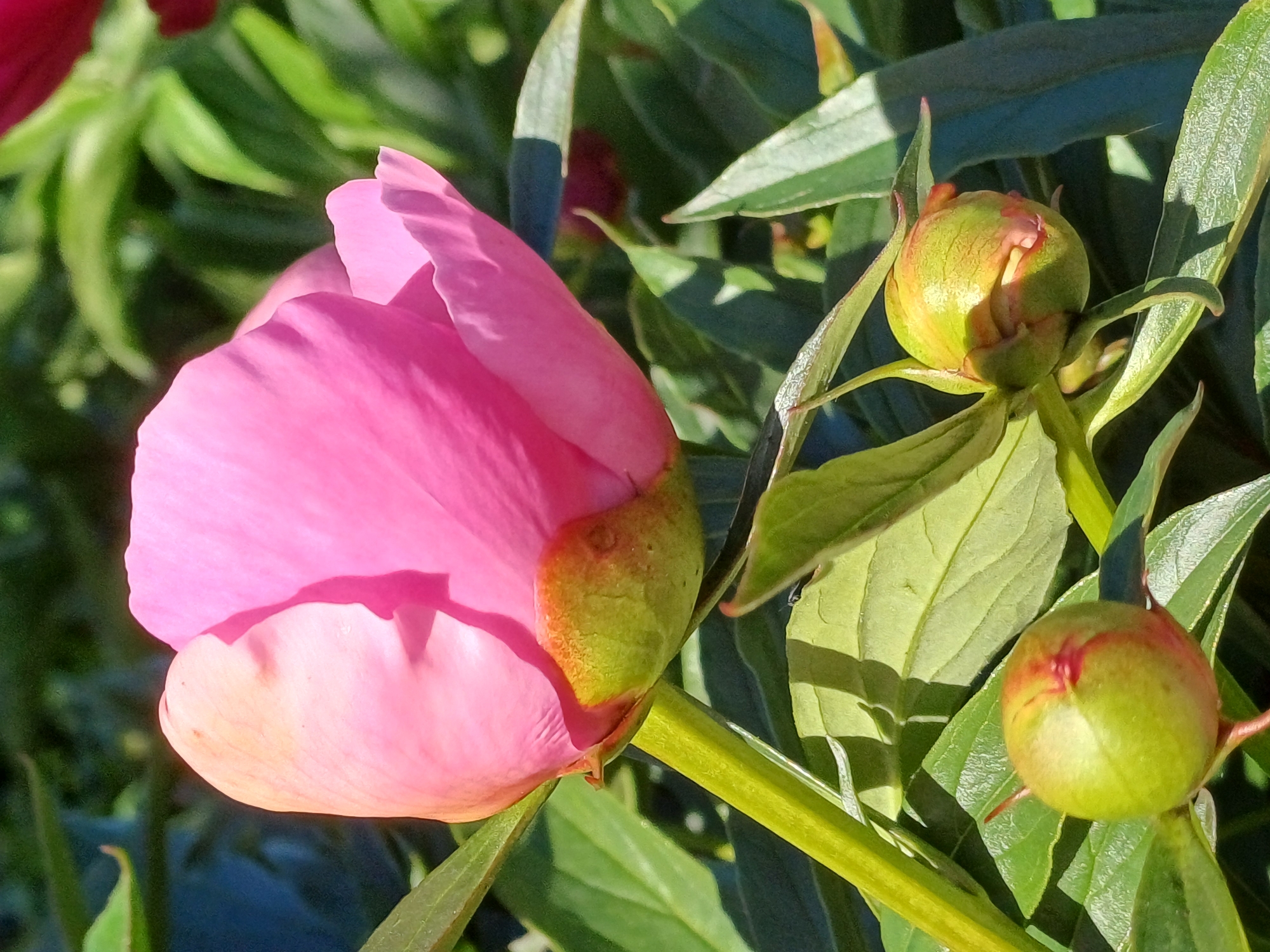 This is a close-up, eye-level, outdoor, daylight photograph of a partially opened pink peony flower and several peony buds, set against a backdrop of blurred green foliage. The peony flower is the dominant subject, occupying the upper portion of the frame. Its petals are a vibrant pink, transitioning to a lighter, peachy hue at the edges and where they are still tightly furled. The sepals at the base of the flower are a bright, textured green.
Below the main flower, two peony buds are visible. The bud on the left is a round, light green sphere with faint red markings near its apex. The bud on the right is slightly larger and more elongated, with a similar green coloration and hints of pink emerging from its tip. The leaves of the peony plant are deep green, some in sharp focus and others blurred by the shallow depth of field. Sunlight casts dappled shadows across the leaves and petals.
There is no indication of human presence or activity in this image, nor is there any specific detail that would allow for identification of a location within Riga, Latvia. The scene is purely botanical.