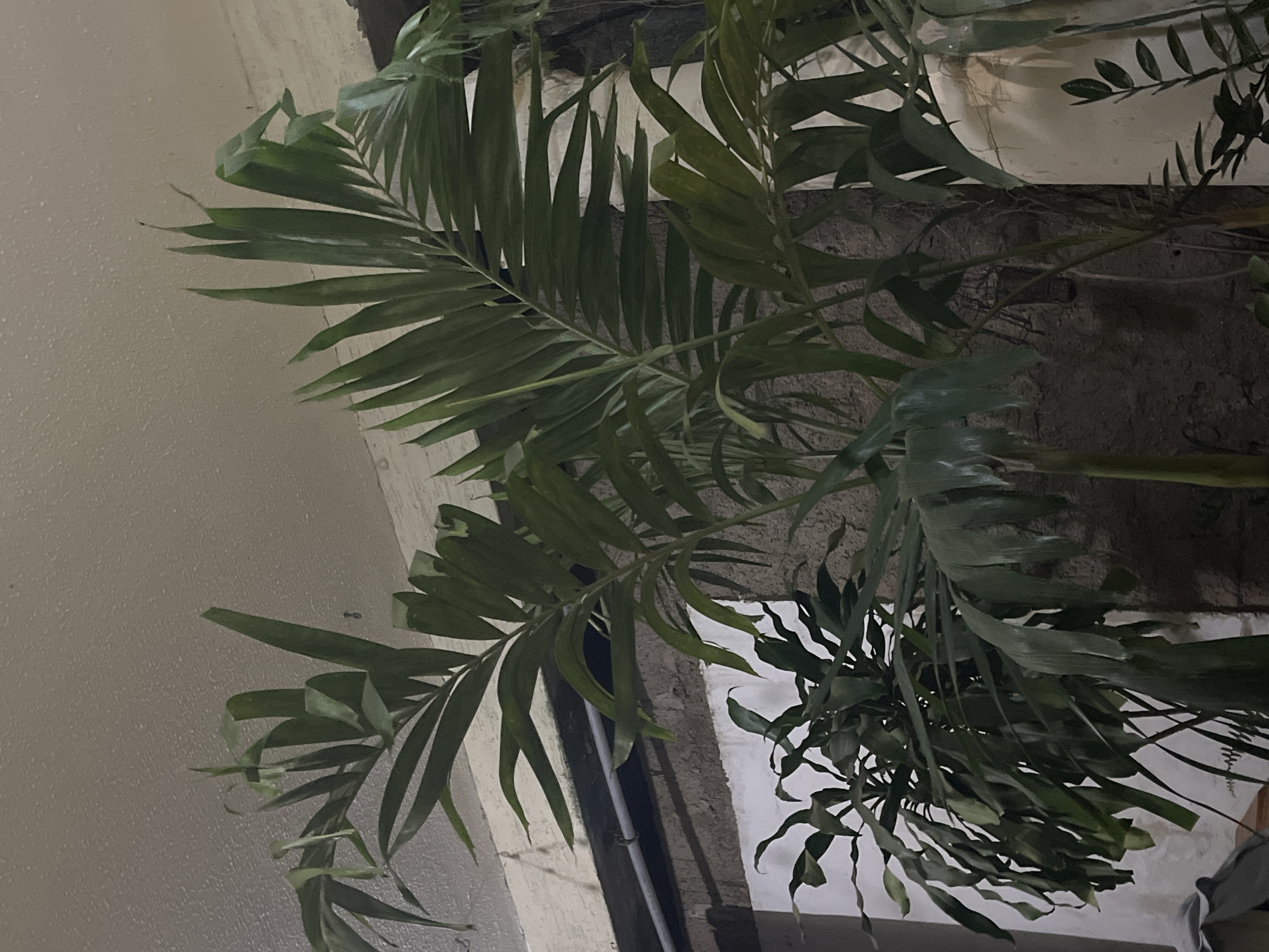 The image depicts an indoor scene featuring several plants, including a large palm-like plant with fronds reaching upwards and another plant with drooping, sword-shaped leaves in the lower left. The background consists of textured walls and a pipe running horizontally. The lighting suggests an interior space, possibly a home or a greenhouse, with a textured ceiling overhead. The image does not contain any people or actions. Without further information, it is not possible to determine the specific location in Santa Ana, Venezuela, beyond it being an indoor environment.