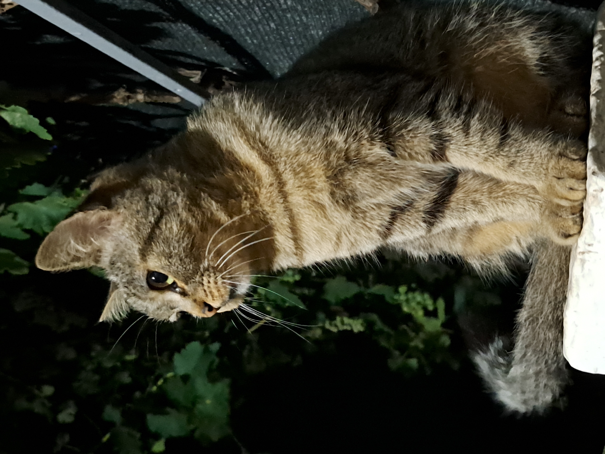 An outdoor, medium-shot photograph captures a tabby cat sitting on a light-colored ledge, looking to its left. The cat has brown, black, and tan fur with dark stripes. Its tail is curled around its front paws. Behind the cat, out-of-focus greenery is visible, along with a dark background. To the right of the cat, a dark, thin metal bar runs vertically, partially obscuring a dark, textured surface. The lighting suggests it is nighttime, with artificial light illuminating the cat. The location of Vypasne, Ukraine, is not discernible from the image itself.