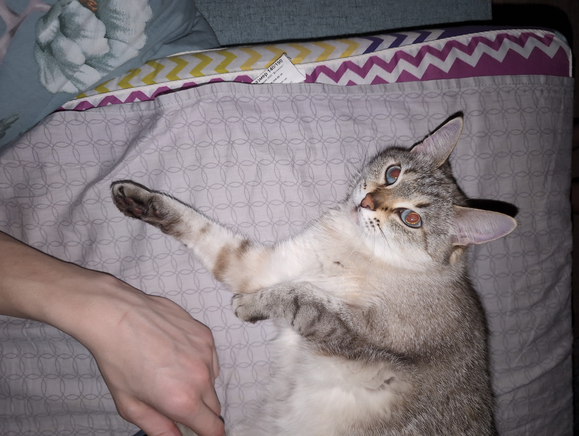 A cat with light brown and gray fur and light brown eyes is lying on a bed with patterned sheets. Its right paw is extended upward, while its left paw is tucked under its body. A human hand is visible near the bottom left corner of the image. The background includes bedding with floral and zigzag patterns, and a tag on the sheet. The location is Izhevsk, Russia.
