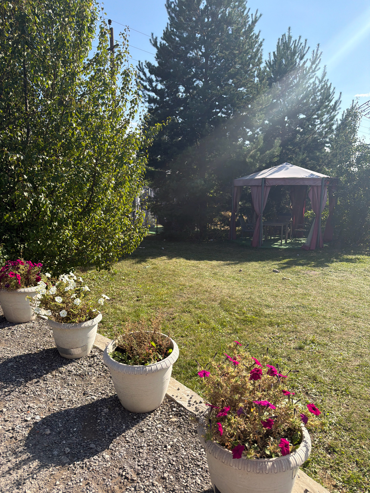 The image depicts a backyard scene in Malaya Tsarevschina, Russia, bathed in bright sunlight. In the foreground, four white planters are arranged on a gravel path. The first planter on the left contains vibrant pink flowers, while the next two contain white flowers, one appearing healthier than the other. The fourth planter appears to hold dried foliage. Beyond the planters, a lush green lawn stretches towards a gazebo with a white roof and burgundy curtains, under which a table and chairs are visible. Tall evergreen trees and a leafy deciduous tree form a backdrop, with a clear blue sky overhead. A telephone pole with wires is visible to the left, and the edge of a wooden fence can be seen in the distance. The scene is devoid of human presence.