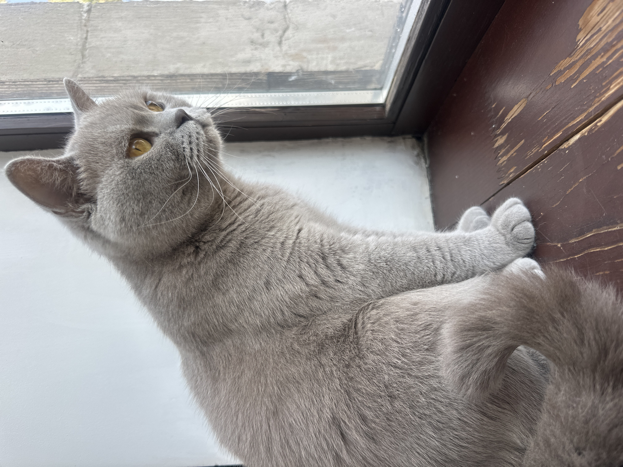 A grey cat with yellow eyes is sitting on a wooden surface next to a window. The cat is looking out of the window. The background is a white wall and the window frame is dark brown. The wooden surface has some scratches on it. The scene appears to be indoors. The location is not discernible from the image.