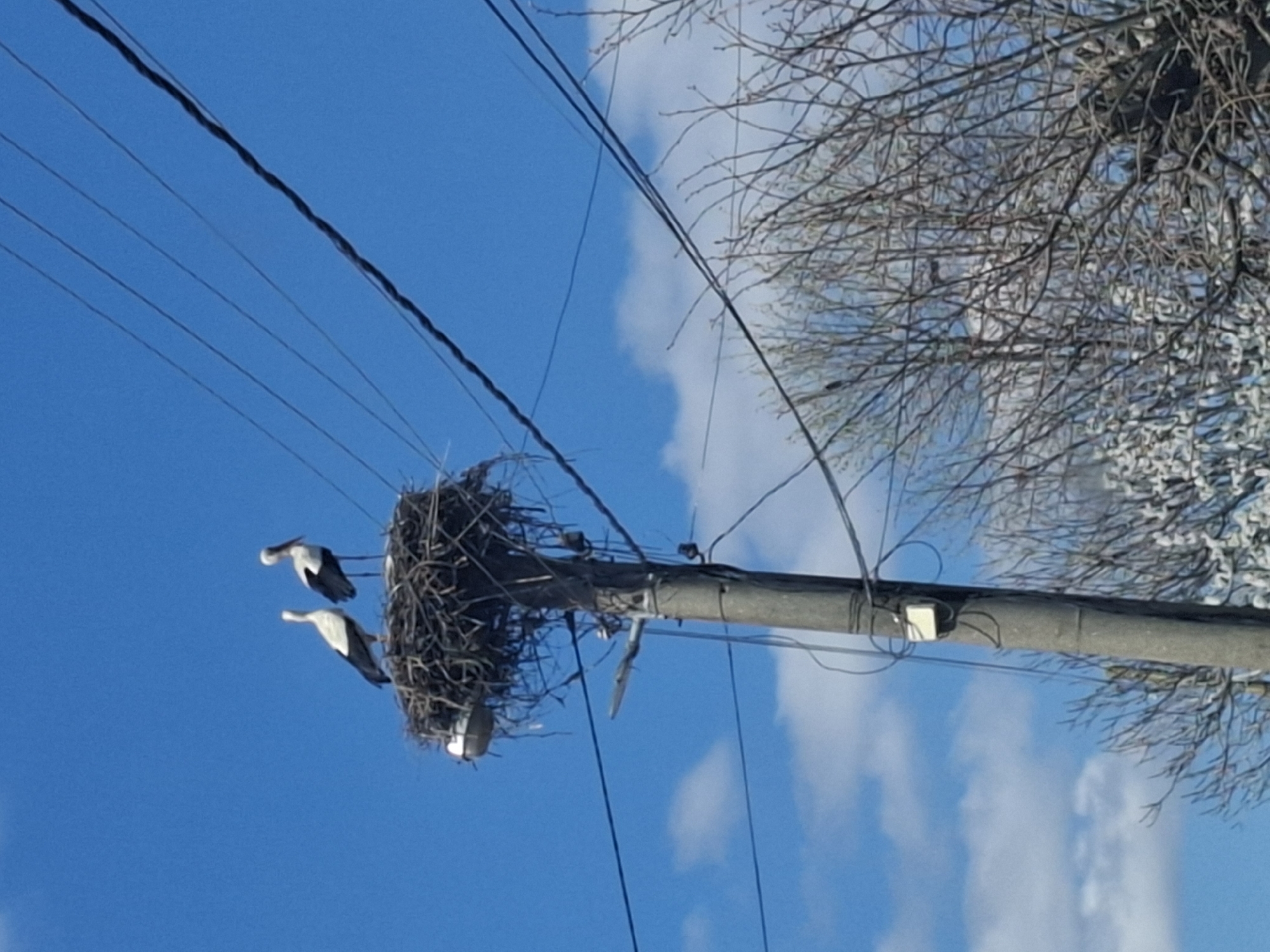 The image depicts a utility pole with a large bird's nest atop it, set against a bright blue sky with scattered clouds. Two white storks with black wing markings are visible near the nest. The location is Tsar Simeonovo, Bulgaria. A leafless tree is seen to the right of the pole. Power lines run alongside and above the nest and pole.