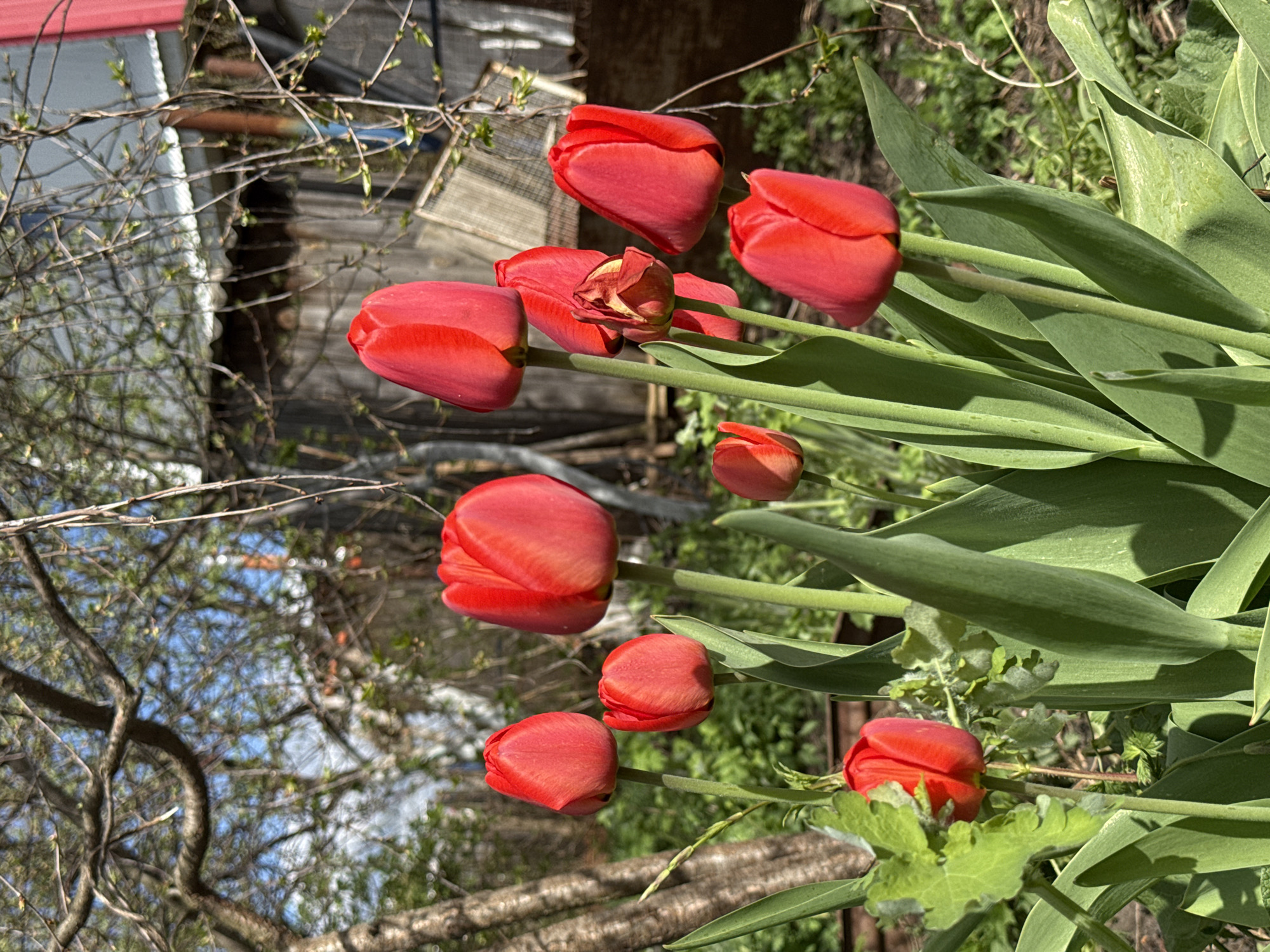 The image depicts a close-up view of several red tulip flowers in bloom, with green leaves and stems visible. The tulips are positioned against a background consisting of a wooden structure, branches, and foliage. Part of a building with a red roof is also visible. The image appears to be taken outdoors. Without additional information, it is not possible to confirm that the image was taken in Chaikovsky, Russia.