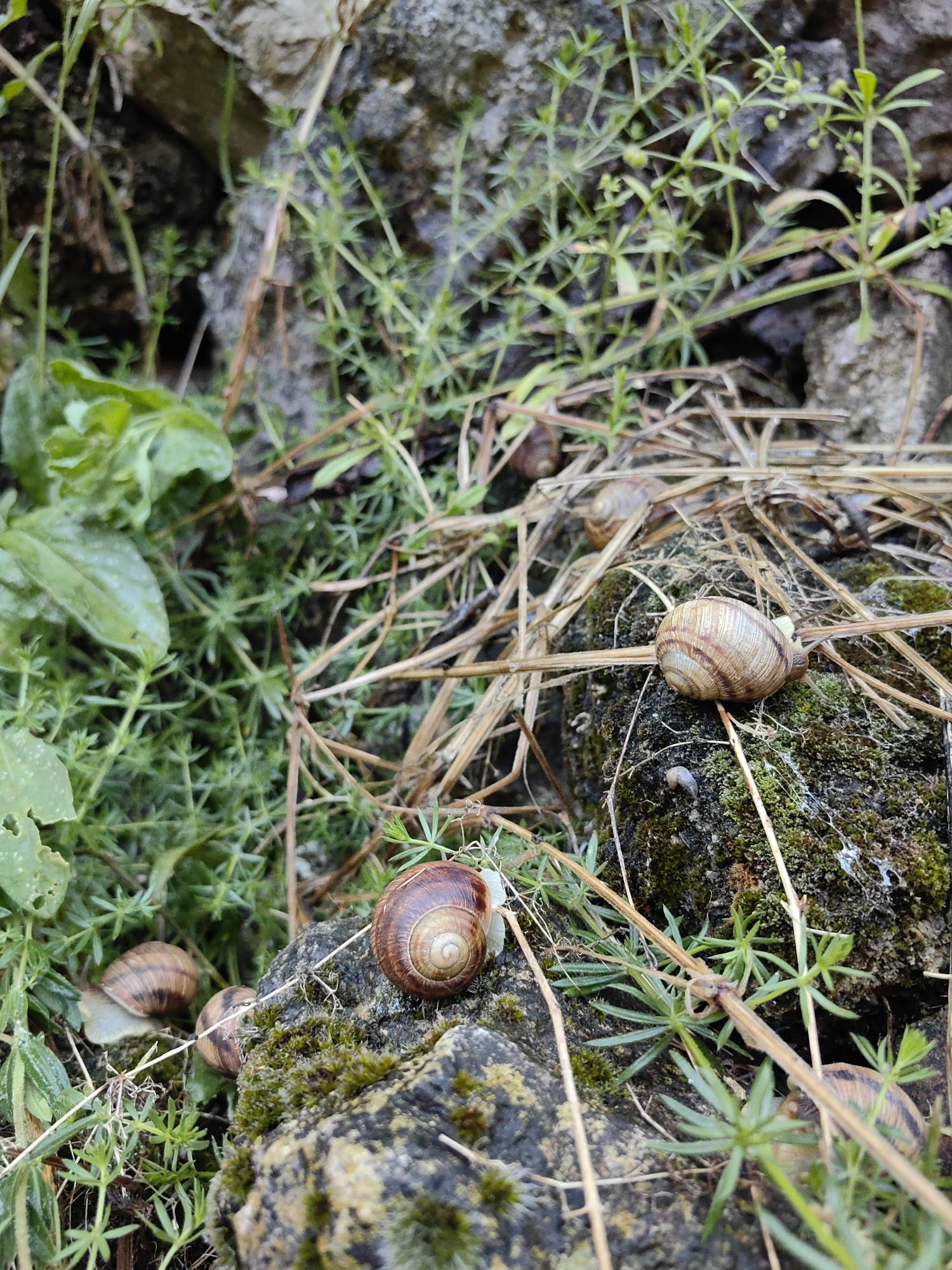 The image depicts a close-up view of several snails on the ground amidst vegetation and rocks. The snails are of varying sizes and shell patterns, with some partially visible and others more clearly defined. They are situated on moss-covered rocks, dry grass, and small green plants. The environment appears to be outdoors, likely in a natural setting within Ароматновское сельское поселение, Ukraine. There are no people visible in the image. The lighting suggests it may be overcast or that the photo was taken in shade.