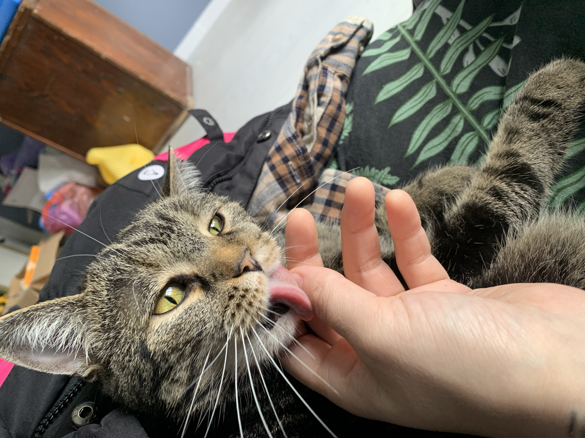 A gray tabby cat with green eyes is lying down and licking the hand of a person. The cat is positioned in the lower left of the frame, while the person's hand is near the center. The background is a mix of clothing, including a black jacket with pink lining, a plaid shirt, and a black fabric with a green leaf pattern. A wooden cabinet is partially visible in the upper left corner. The specific location within the city of Stavropol, Russia, cannot be determined from the given visual information.