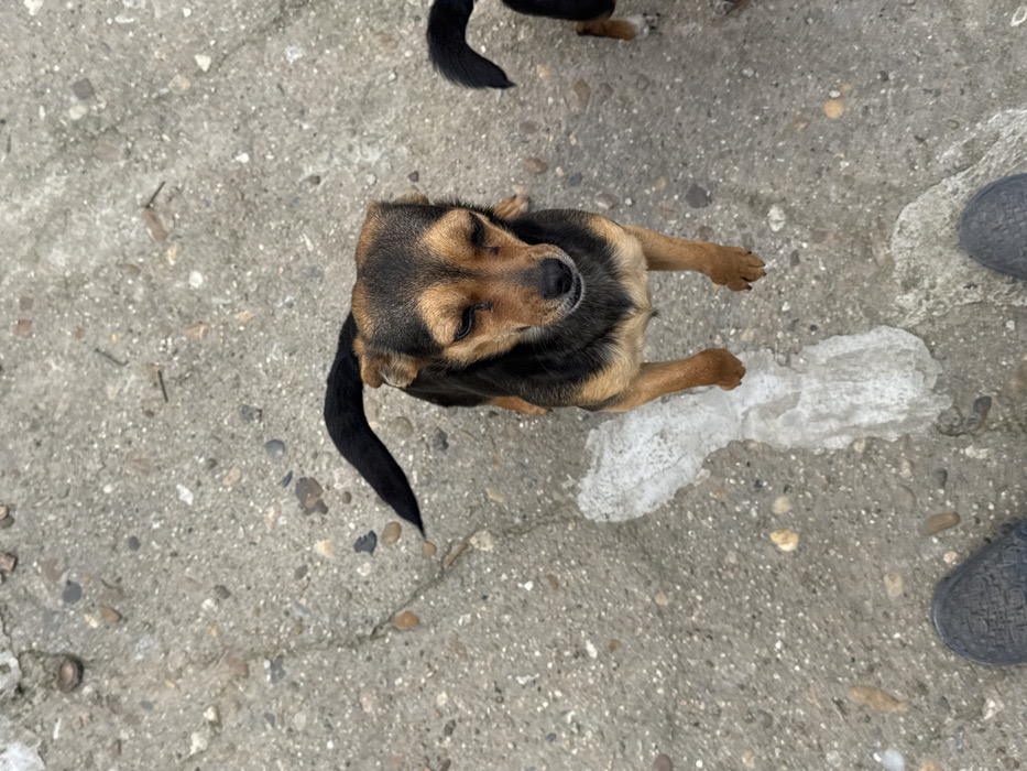An overhead photograph captures a scene in the city of Profesor Ishirkovo, Bulgaria. The primary subject is a small dog, possibly a mixed breed, featuring a black and tan coat with distinct tan markings above its eyes and on its muzzle, chest, and legs. Its ears are floppy, and its tail is black and curled upwards. The dog is positioned centrally, looking upwards towards the camera with its eyes slightly narrowed. To the right of the frame, the black tail and a portion of the hind leg of a second, similarly dark-colored dog are visible. Both dogs are standing on a weathered concrete surface embedded with small, multi-colored pebbles. A jagged, melted patch of white ice or snow streaks across the concrete from beneath the first dog's front paws towards the bottom left. At the very bottom edge of the frame, the front portion of two feet, wearing dark grey or black textured shoes, indicates the perspective of a person standing over the animals.