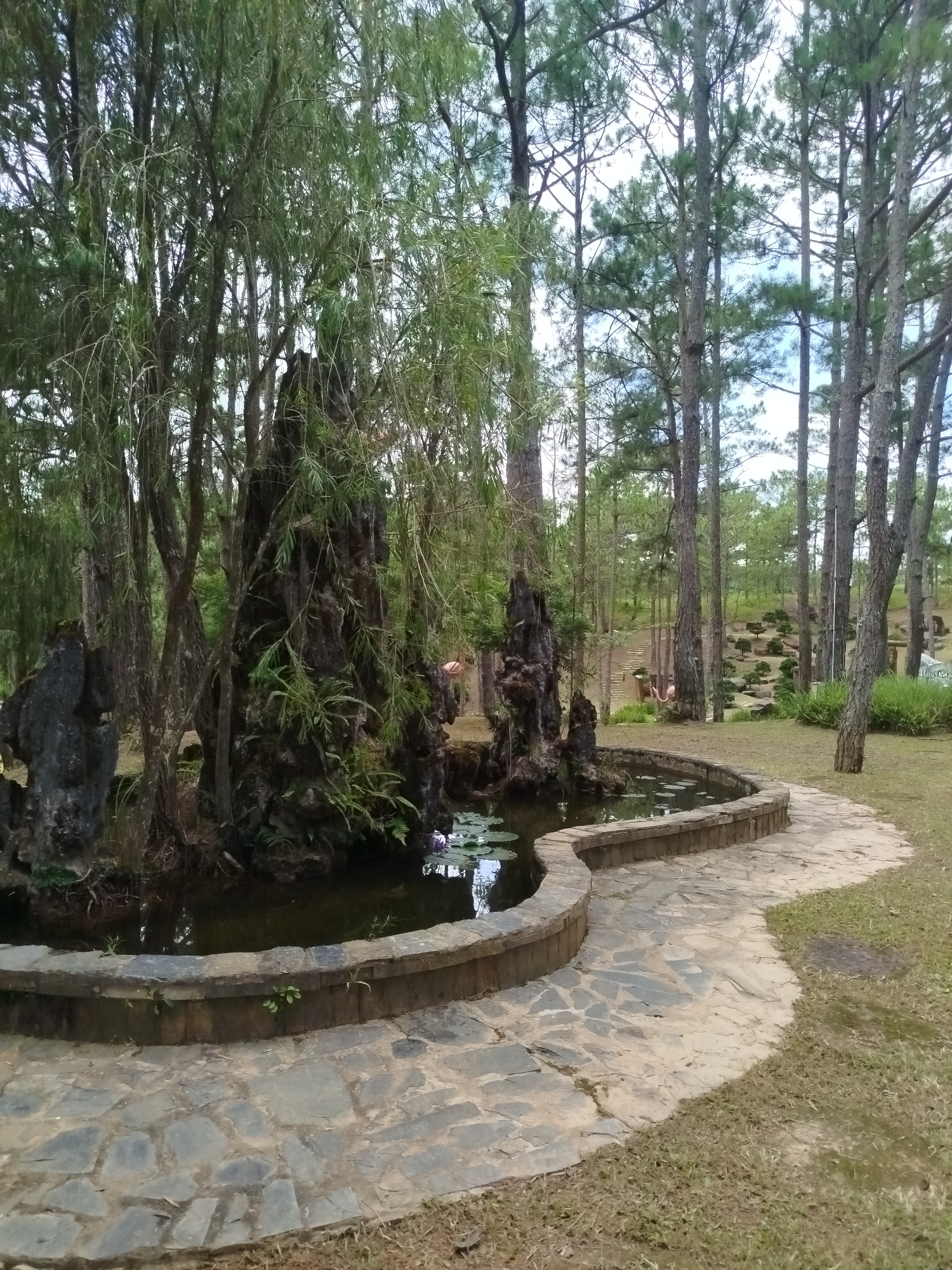 A stone pathway curves around a semi-circular pond in Lam Vien Square, Da Lat, Vietnam. The pond is surrounded by a low, stone border and contains several lily pads. To the left of the pond, large, dark rocks are clustered around a tall, textured rock formation covered in moss and ferns. Behind this, a weeping tree with long, thin branches hangs over the pond. To the right of the pond, the stone pathway continues into a grassy area where a stand of tall pine trees dominates the background. The ground is covered with grass and dry leaves. In the distance, more manicured trees and shrubs are visible, along with a stepped path leading uphill. The sky is overcast.