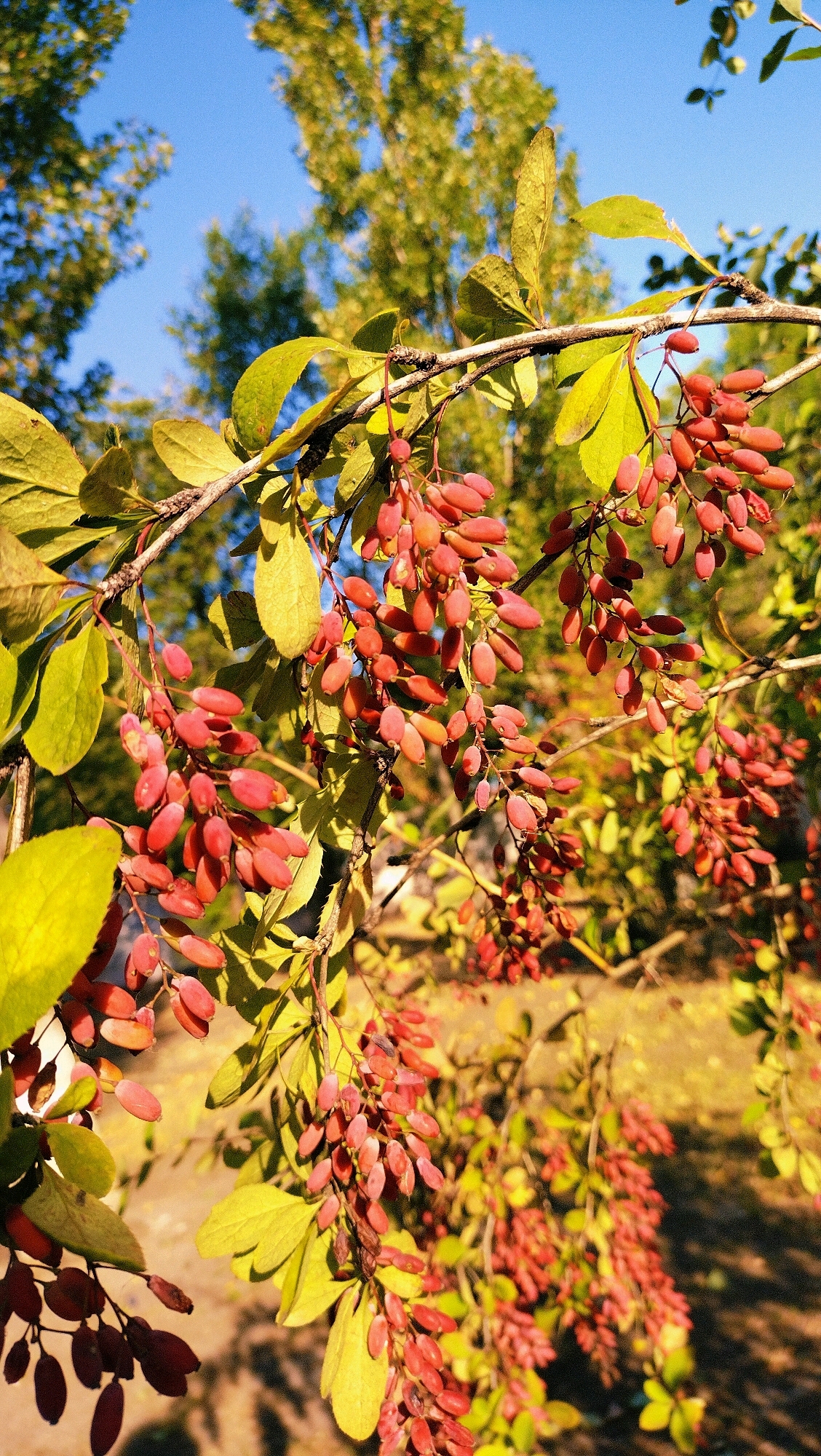 A close-up, low-angle shot captures a branch of a barberry bush laden with clusters of small, elongated red berries. The berries are tightly packed along the stem, some appearing slightly shriveled, while others are plump and vibrant. Numerous green and yellowish leaves, some showing signs of autumn coloration, are scattered amongst the berries. The branch itself is dark and woody. In the background, out of focus, are the tops of deciduous trees with bright green foliage, and a clear blue sky. The scene is illuminated by bright, warm sunlight, casting shadows and highlighting the textures of the leaves and berries. The image was taken in the city of Horishni Plavni, Ukraine.