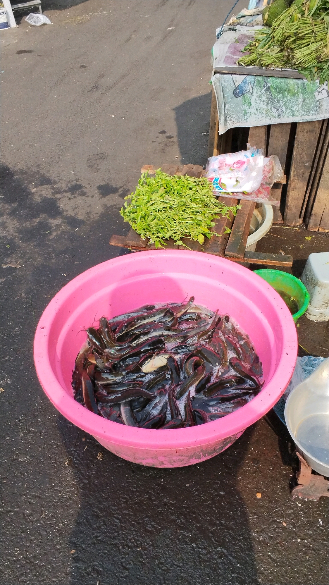 The image depicts a market scene in the city of Mojokerto, Indonesia, likely outdoors, with a focus on fresh produce and seafood. In the foreground, a large pink plastic basin is filled with numerous small, dark-colored catfish swimming in water. Behind the basin, on a wooden pallet, a pile of fresh green leafy vegetables is arranged. To the right of the vegetables, there are several plastic bags, possibly containing other market goods. Further to the right, a green bucket and a white plastic stool or container are visible. The ground appears to be paved and wet, suggesting it might have rained or been recently cleaned. The overall impression is of a bustling local market stall preparing for or in the midst of sales.