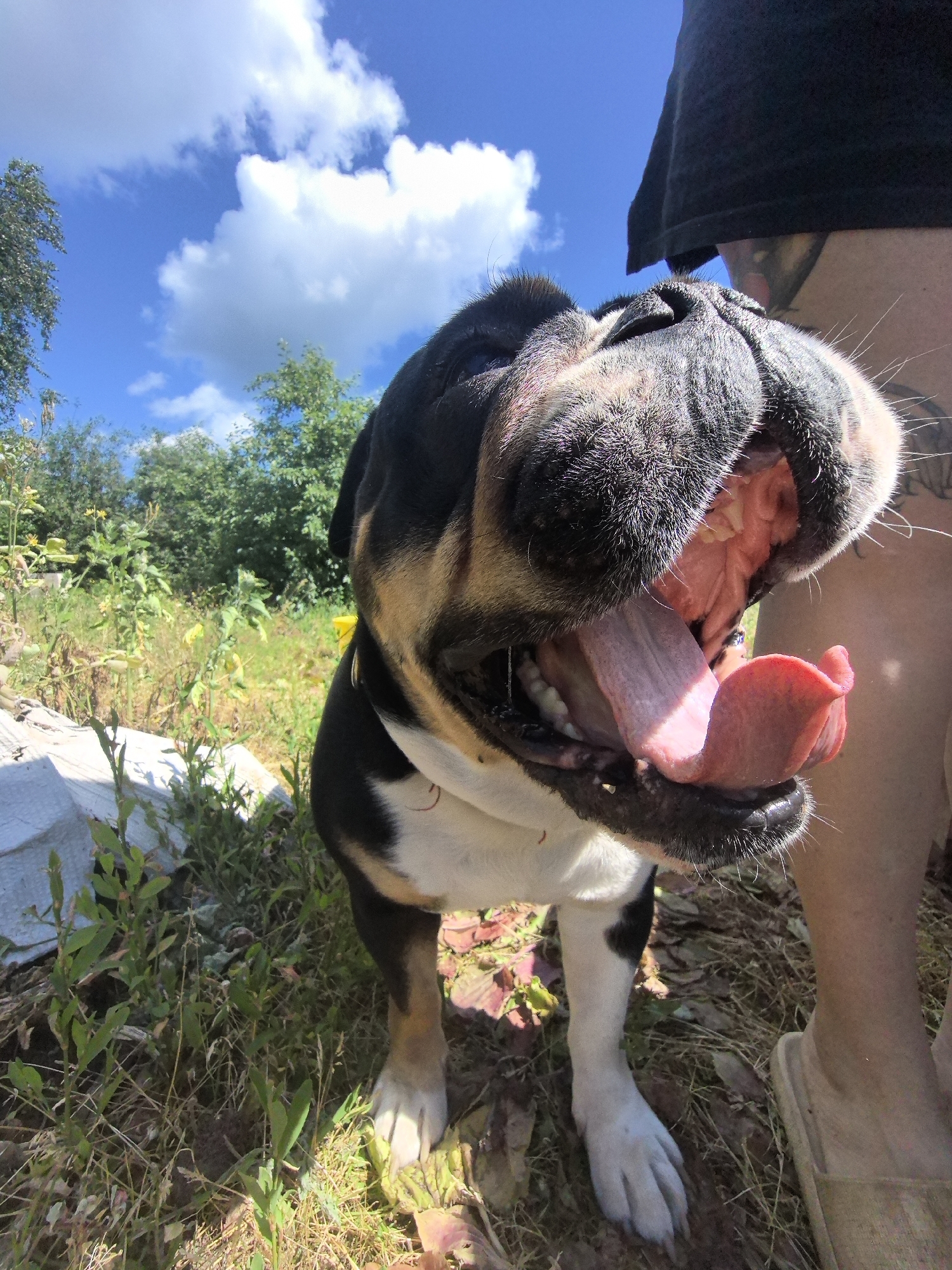 The image depicts a close-up, low-angle shot of a tri-color bulldog panting outdoors on a sunny day. The dog's mouth is wide open, revealing its pink tongue and teeth. In the background, green trees and a blue sky with white clouds are visible. To the right of the dog, a person's legs and foot, wearing a sandal, are partially visible. The ground is covered with dry grass and some fallen leaves. There is no specific indication of the city of Noviy, Russia, within the image itself.