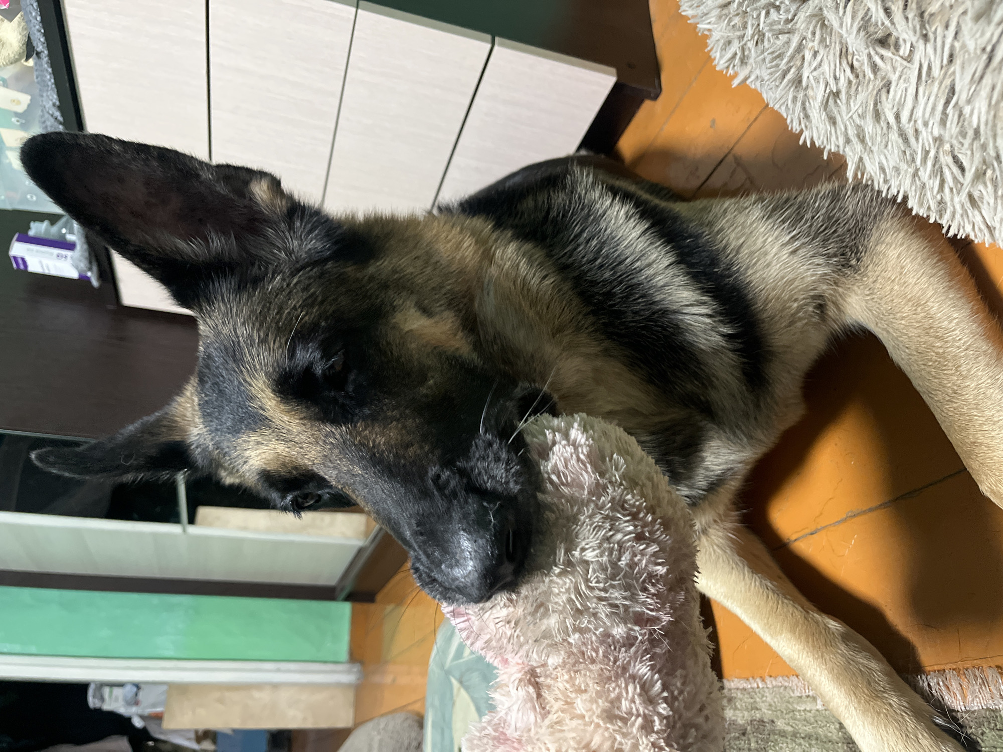 A German Shepherd dog lies on an orange-colored floor, its head tilted to the left as it holds a pink, fluffy toy in its mouth. The dog's fur is a mix of black and tan. In the background, a wooden dresser with light-colored drawers is visible, along with a portion of a green wall and a white door frame. There is also a glimpse of a gray, shag rug to the right of the dog. The setting appears to be an indoor residential space, potentially an apartment or house, in Nizhny Tagil, Russia.