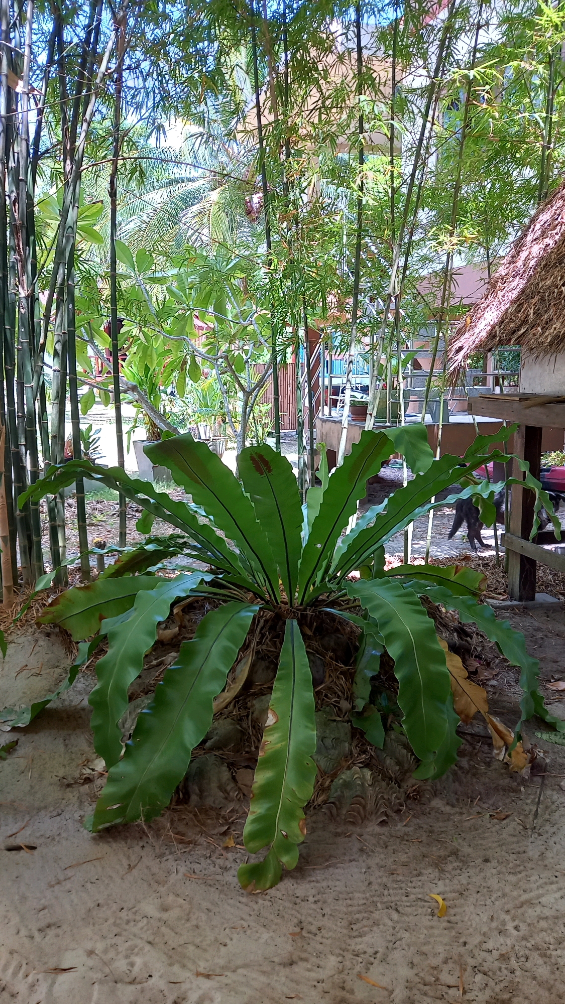 A bird's nest fern, with large, glossy green fronds, sits in the foreground on a sandy surface. The fern is planted on what appears to be a cluster of large shells. Behind the fern, a dense grove of slender bamboo stalks rises, casting dappled shadows. Beyond the bamboo, a thatched-roof building with wooden supports and a raised platform is visible, suggesting a tropical outdoor setting. A small, dark-colored dog is walking away from the camera towards the building. In the background, leafy trees and a clear blue sky are present. The scene appears to be outdoors in Ko Pha-ngan District, Thailand, likely in a garden or near a dwelling.