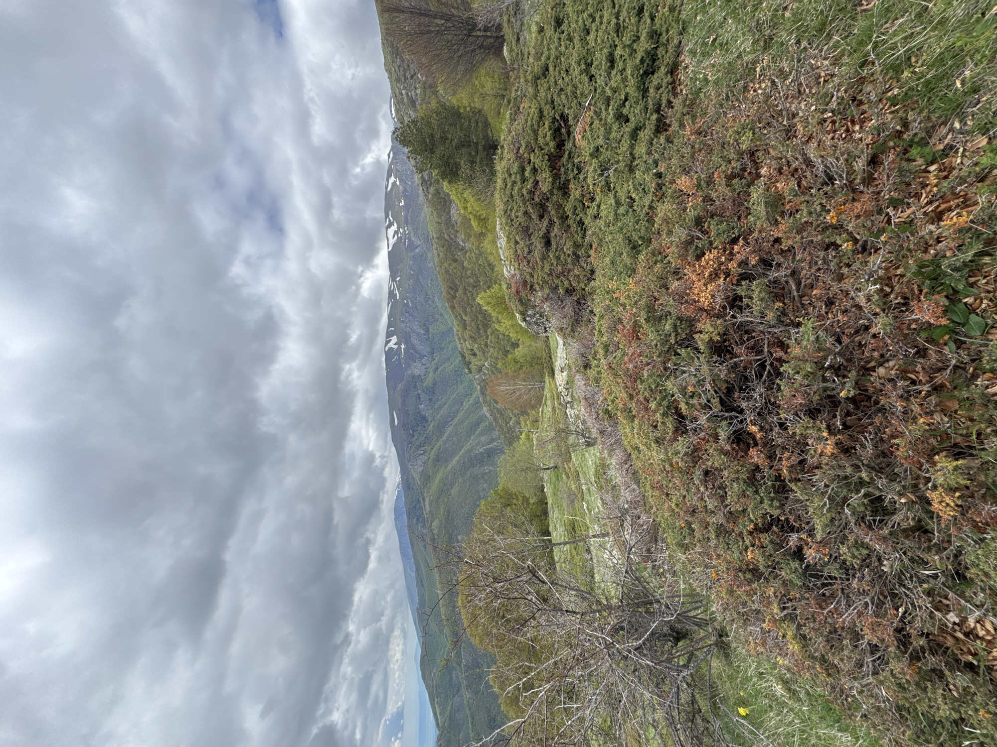 The image depicts a mountainous landscape, likely in the vicinity of Tazha, Bulgaria. A ridge covered with vegetation slopes downward from right to left. The vegetation includes dense, green shrubs and some trees. Further away, in the distance, a mountain range is visible under a cloudy sky. The mountains are partially covered with snow. There are no people visible in the image.