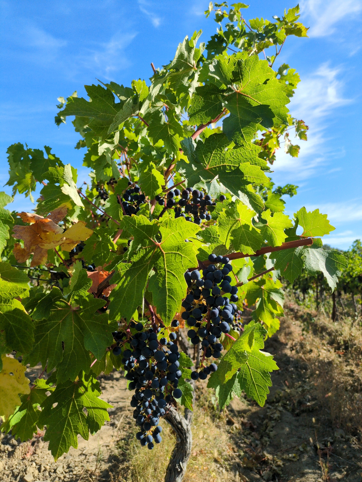 A close-up, vertical shot captures a bunch of ripe, dark purple grapes hanging from a vine, situated in the foreground. The grapes are plump and clustered together, with some individual berries visible. Surrounding the grapes are large, green vine leaves, some of which display a yellowish hue, indicating the changing of seasons. The vine itself has a gnarled, woody trunk. In the background, rows of similar grapevines stretch into the distance, creating a vineyard landscape. The ground beneath the vines is covered with dry earth and sparse vegetation. Above, a vibrant blue sky is dotted with wispy white clouds. The image is brightly lit, suggesting it was taken on a sunny day. The scene is devoid of any people or animals. The location is described as Pushkino, Ukraine.
