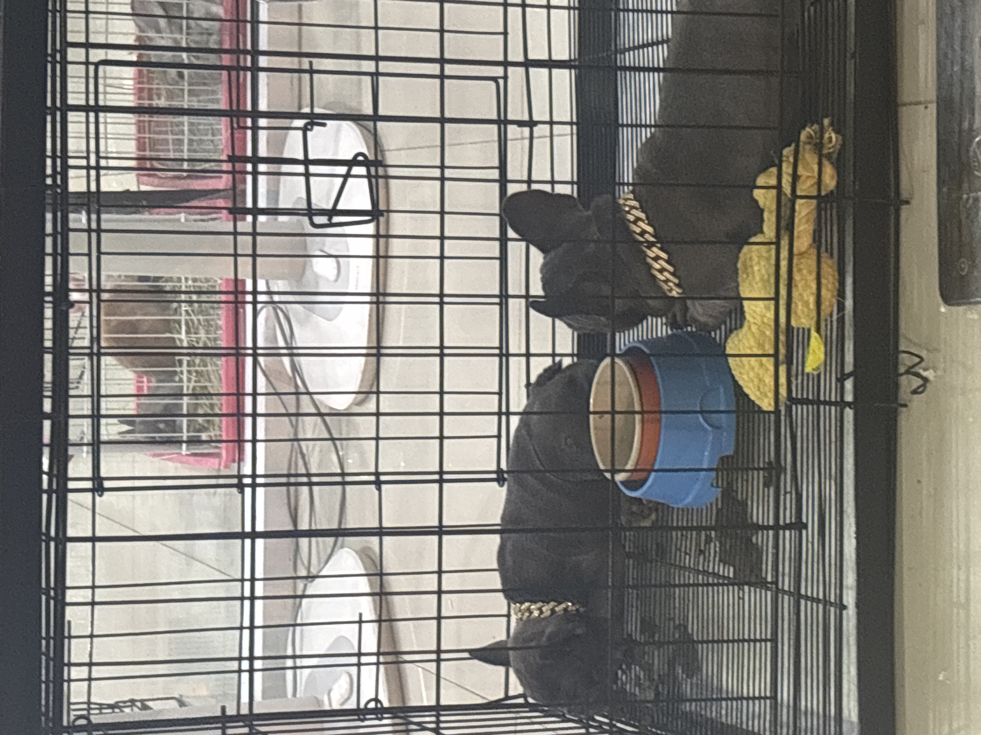 An indoor scene in บ้านบางรักษ์, Thailand, depicts two dark grey/black French Bulldogs lying within a black wire cage. Both dogs are wearing prominent gold-colored cuban link chain collars. A blue plastic bowl with an orange insert is positioned between them, and a yellow, soft, possibly knitted, toy or blanket is situated to the right. The cage floor consists of a wire grate. In the blurred background, through the bars of the foreground cage, several other animal enclosures are visible. At least two rabbits are discernable in separate cages with pink-colored rims, containing hay. The floor of the facility appears to be light-colored, possibly tile or concrete. No people are visible.