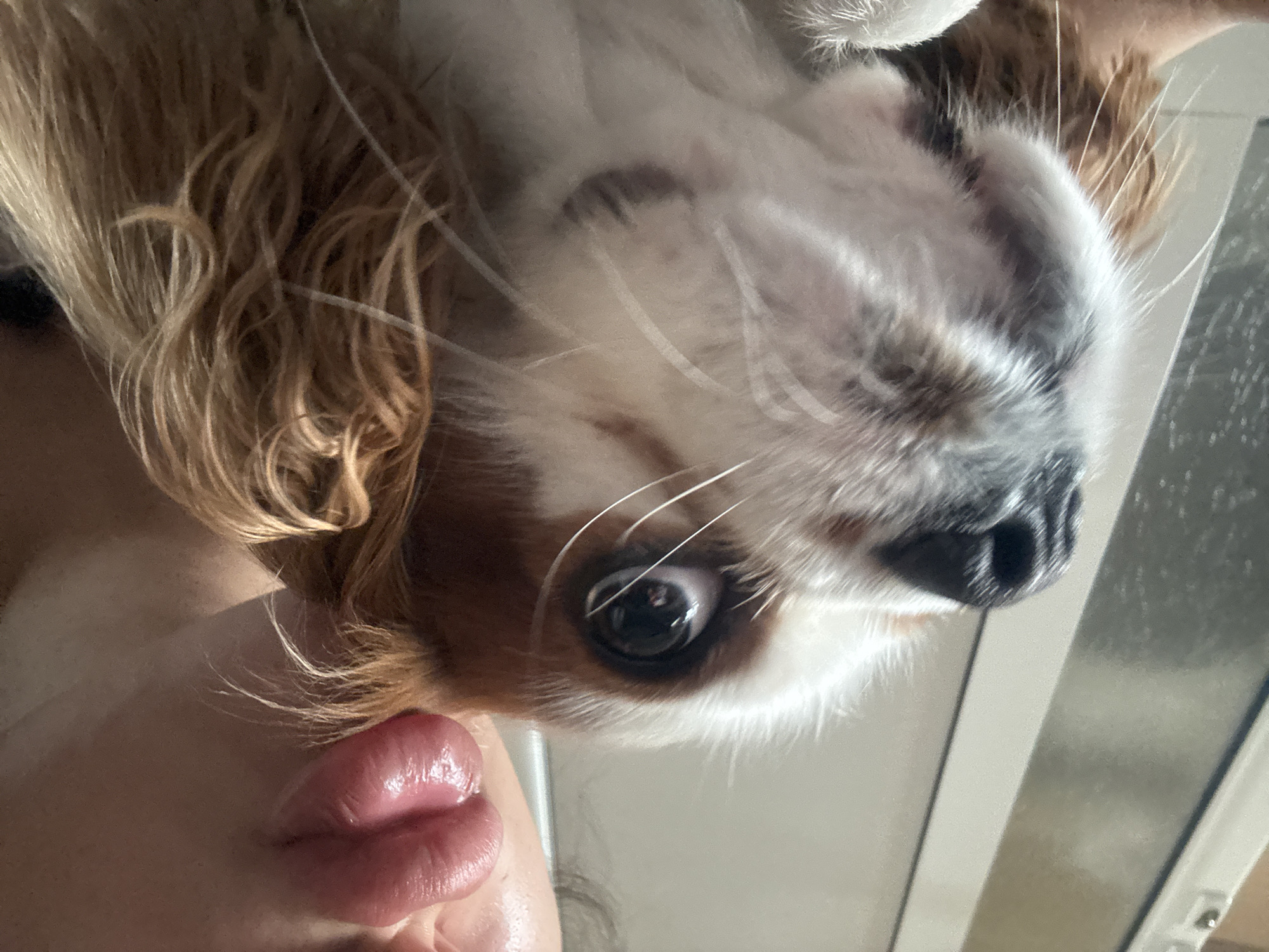 This intimate, sideways-oriented photograph captures a close-up interaction between a person and a dog in Plovdiv, Bulgaria. The primary subjects are a small dog, likely a Cavalier King Charles Spaniel, and a person whose face is partially visible. The dog's head, with its distinctive white and brown/tan fur, dominates the upper part of the frame. Its large, dark eye, clearly reflecting a light source, is prominent, surrounded by long white whiskers. A dark nose is also visible on the right. Below the dog, the person's full, glossy, pink lips are puckered, suggesting an affectionate gesture like a kiss. Wavy, light brown or blonde hair frames the person's face. The bright, clear lighting suggests an indoor setting, possibly near a window, with indistinct light-colored walls or doorframes in the background. The image conveys a warm, loving bond between the pet and its owner. No text is visible.