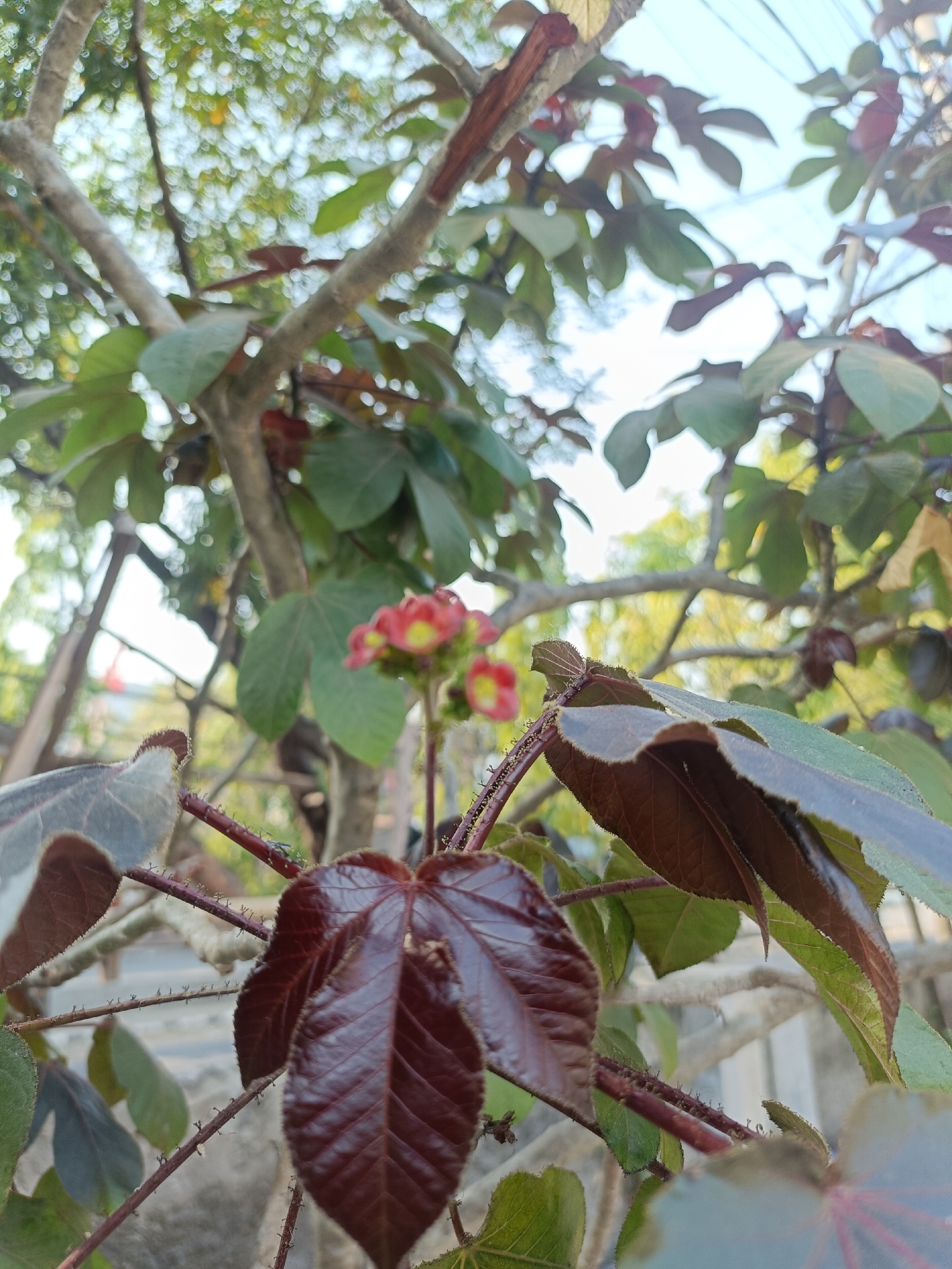 In Kediri City, Indonesia, a low-angle shot focuses on the branches and leaves of a plant, possibly Castor bean plant, with red and green foliage. Red flowers with yellow centers are visible in the background, slightly out of focus. The branches are thin and spiny, with some brown coloration. The leaves are large and lobed, with a velvety texture and some showing a deep red hue. The background is blurred, showing a bright sky and hints of green foliage from other trees, suggesting an outdoor setting, possibly in a garden or park. The image is taken during the day, as indicated by the bright lighting.